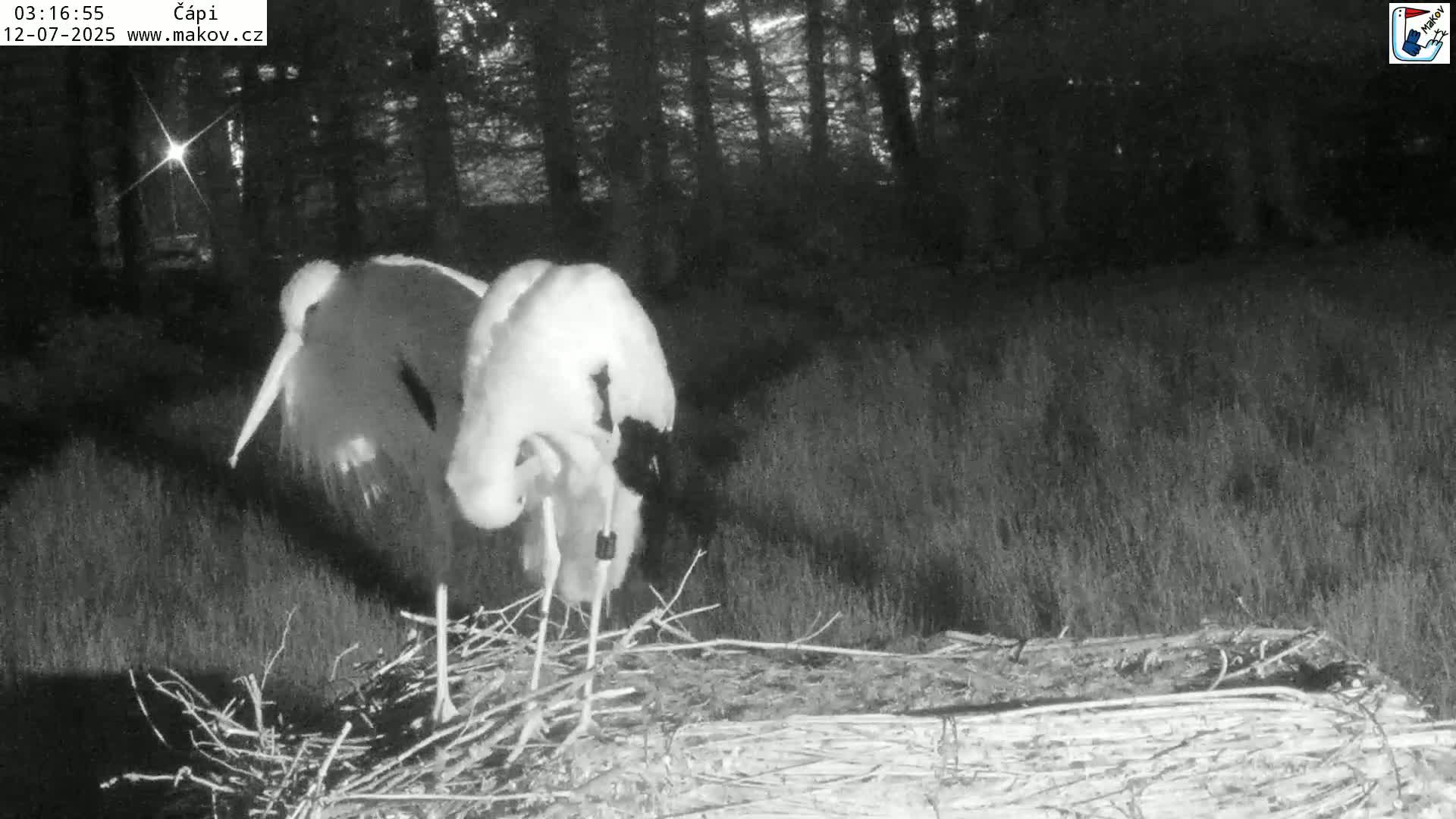 Pisek, Makov Animal Rescue Station Nest Live Cam - Cizova, Pisek, Juhočeský Kraj (South Bohemian), Czechia