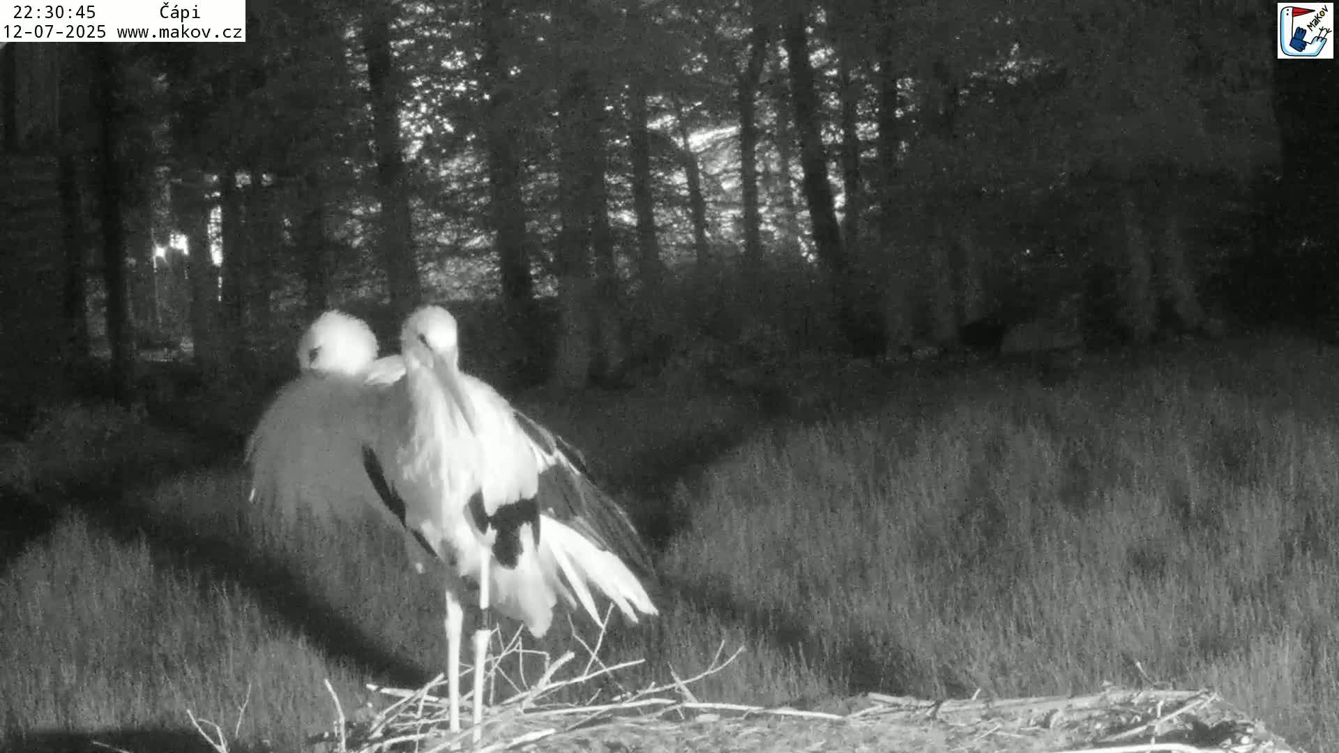 Pisek, Makov Animal Rescue Station Nest Live Cam - Cizova, Pisek, Juhočeský Kraj (South Bohemian), Czechia