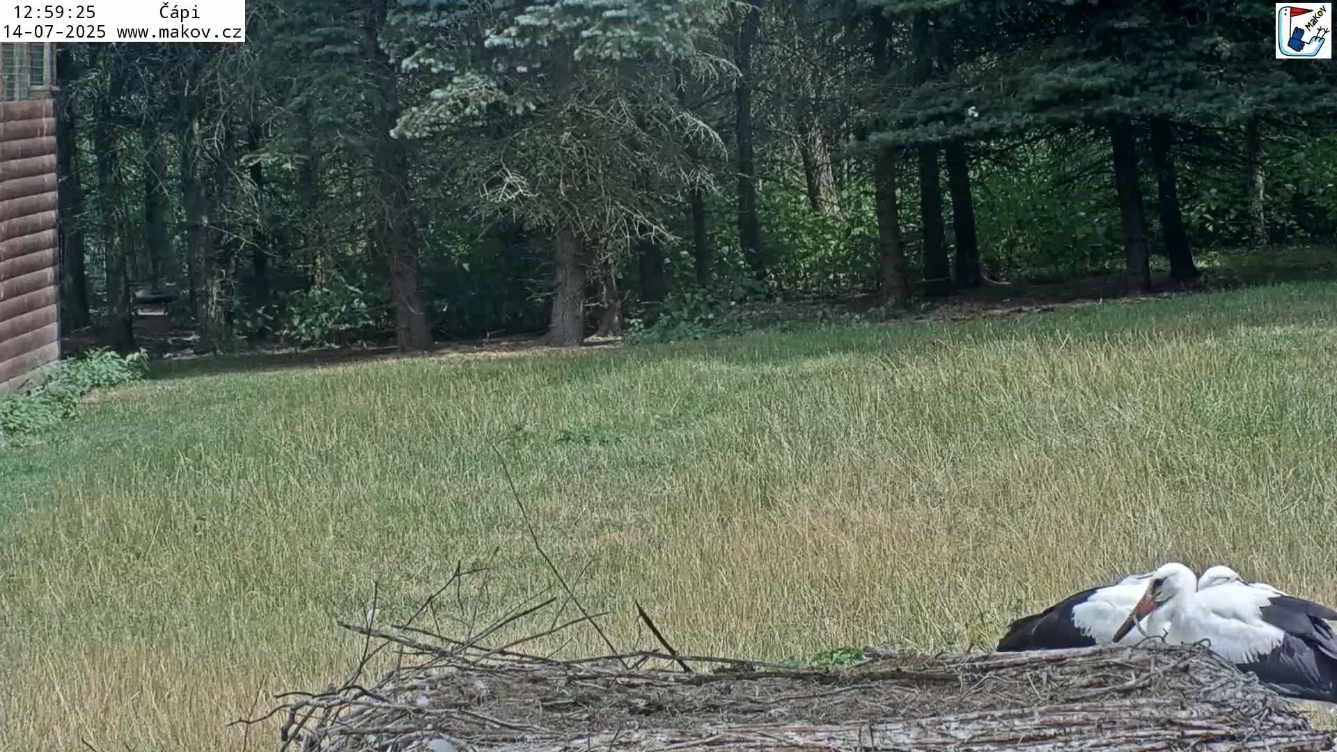 Pisek, Makov Animal Rescue Station Nest Live Cam - Cizova, Pisek, Juhočeský Kraj (South Bohemian), Czechia
