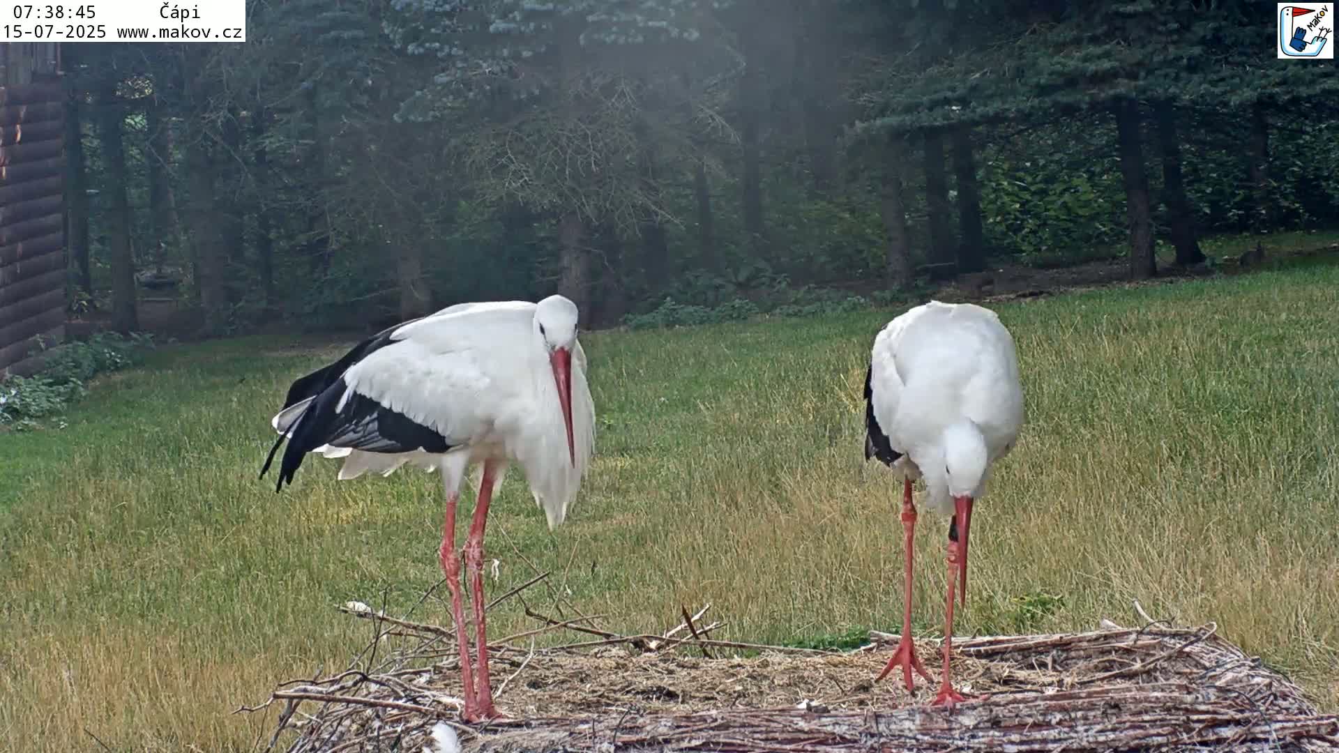 Pisek, Makov Animal Rescue Station Nest Live Cam - Cizova, Pisek, Juhočeský Kraj (South Bohemian), Czechia