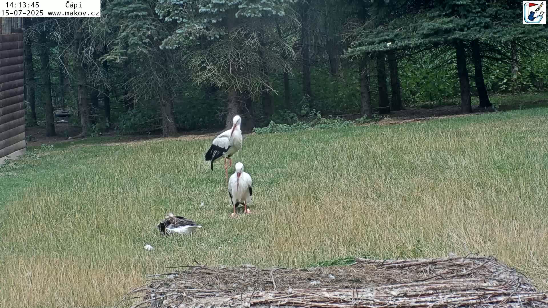 Pisek, Makov Animal Rescue Station Nest Live Cam - Cizova, Pisek, Juhočeský Kraj (South Bohemian), Czechia