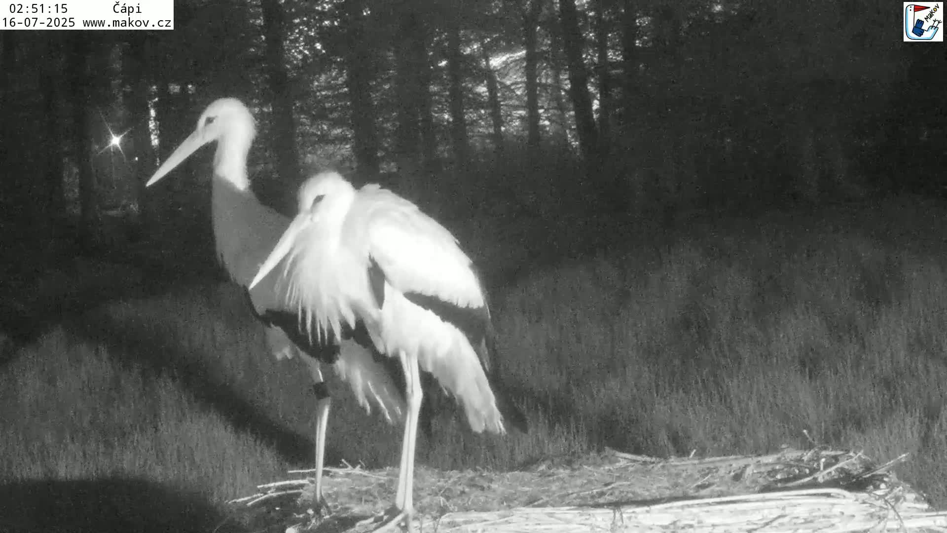 Pisek, Makov Animal Rescue Station Nest Live Cam - Cizova, Pisek, Juhočeský Kraj (South Bohemian), Czechia