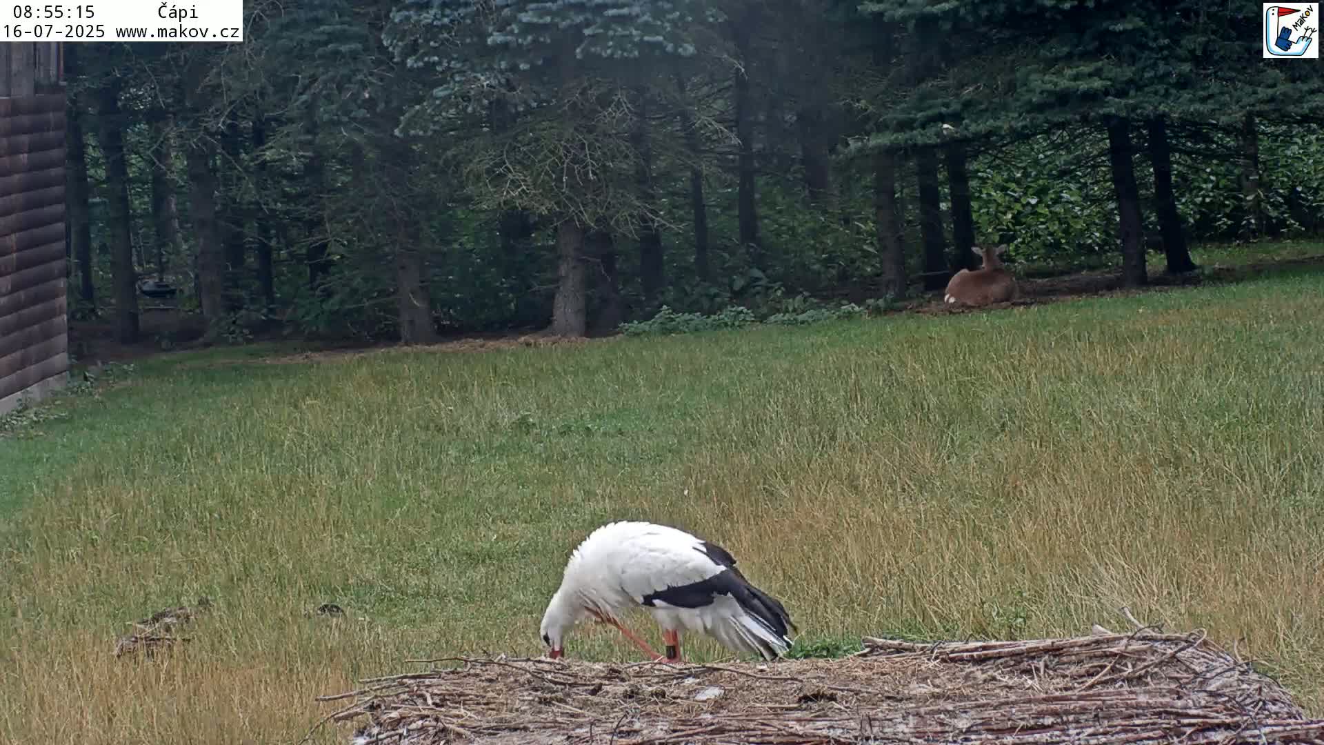 Pisek, Makov Animal Rescue Station Nest Live Cam - Cizova, Pisek, Juhočeský Kraj (South Bohemian), Czechia