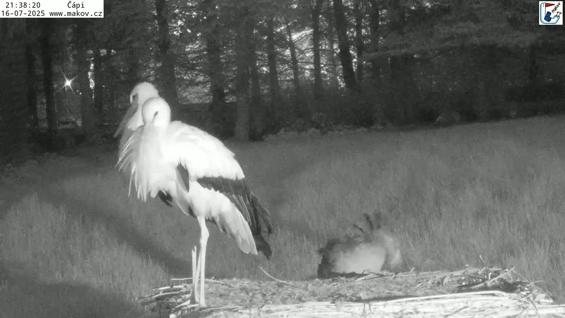 Pisek, Makov Animal Rescue Station Nest Live Cam - Cizova, Pisek, Juhočeský Kraj (South Bohemian), Czechia