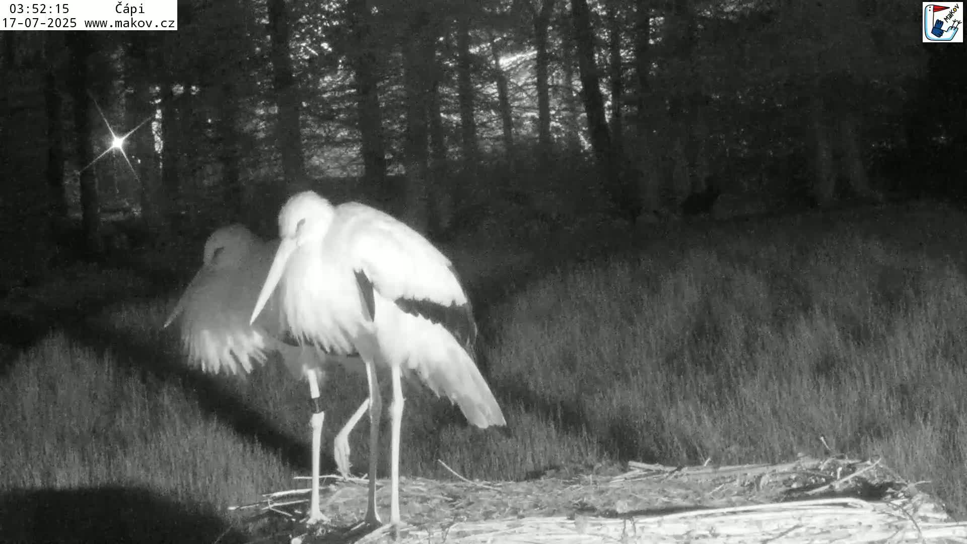 Pisek, Makov Animal Rescue Station Nest Live Cam - Cizova, Pisek, Juhočeský Kraj (South Bohemian), Czechia