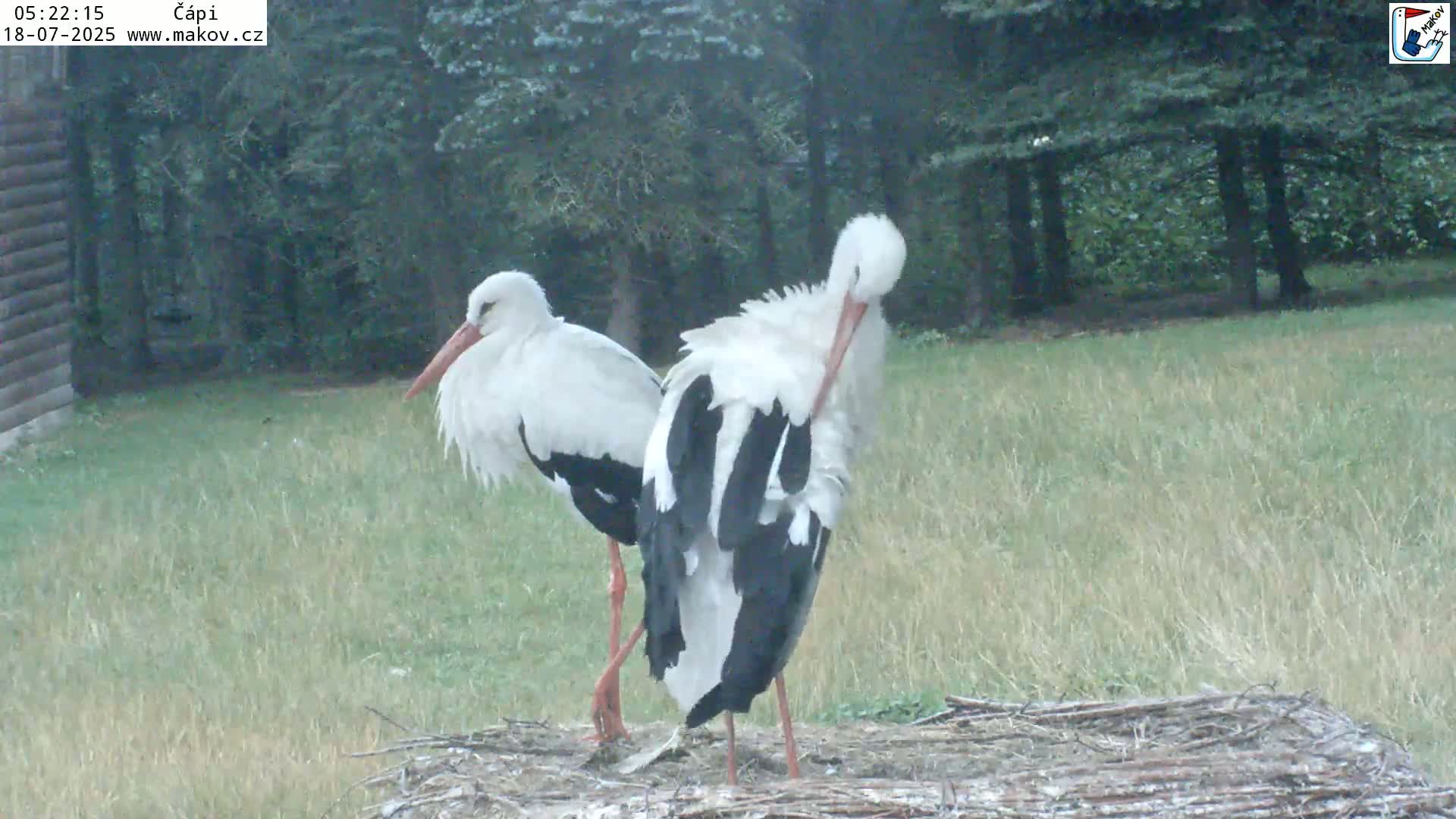 Pisek, Makov Animal Rescue Station Nest Live Cam - Cizova, Pisek, Juhočeský Kraj (South Bohemian), Czechia