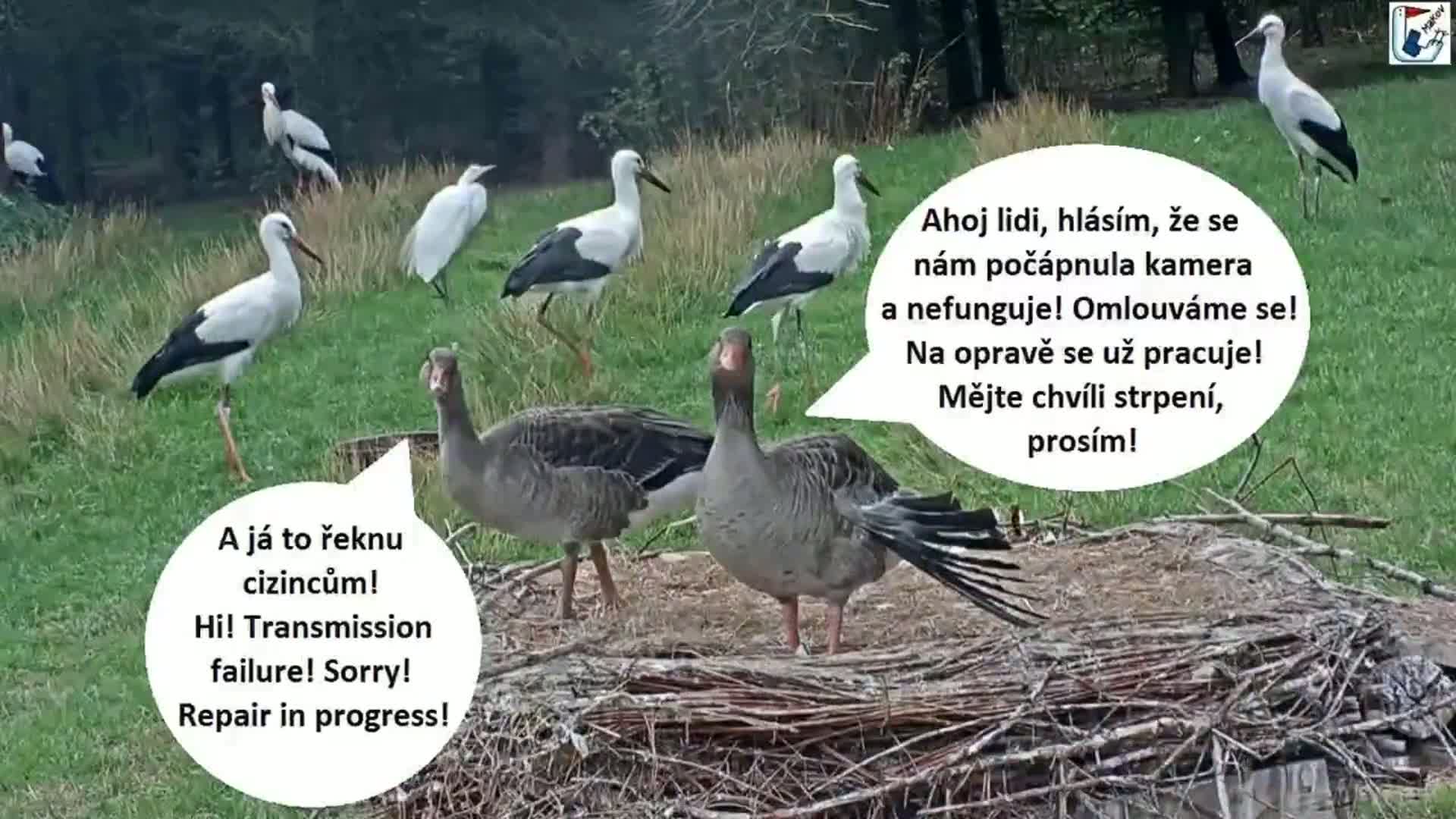 Pisek, Makov Animal Rescue Station Nest Live Cam - Cizova, Pisek, Juhočeský Kraj (South Bohemian), Czechia