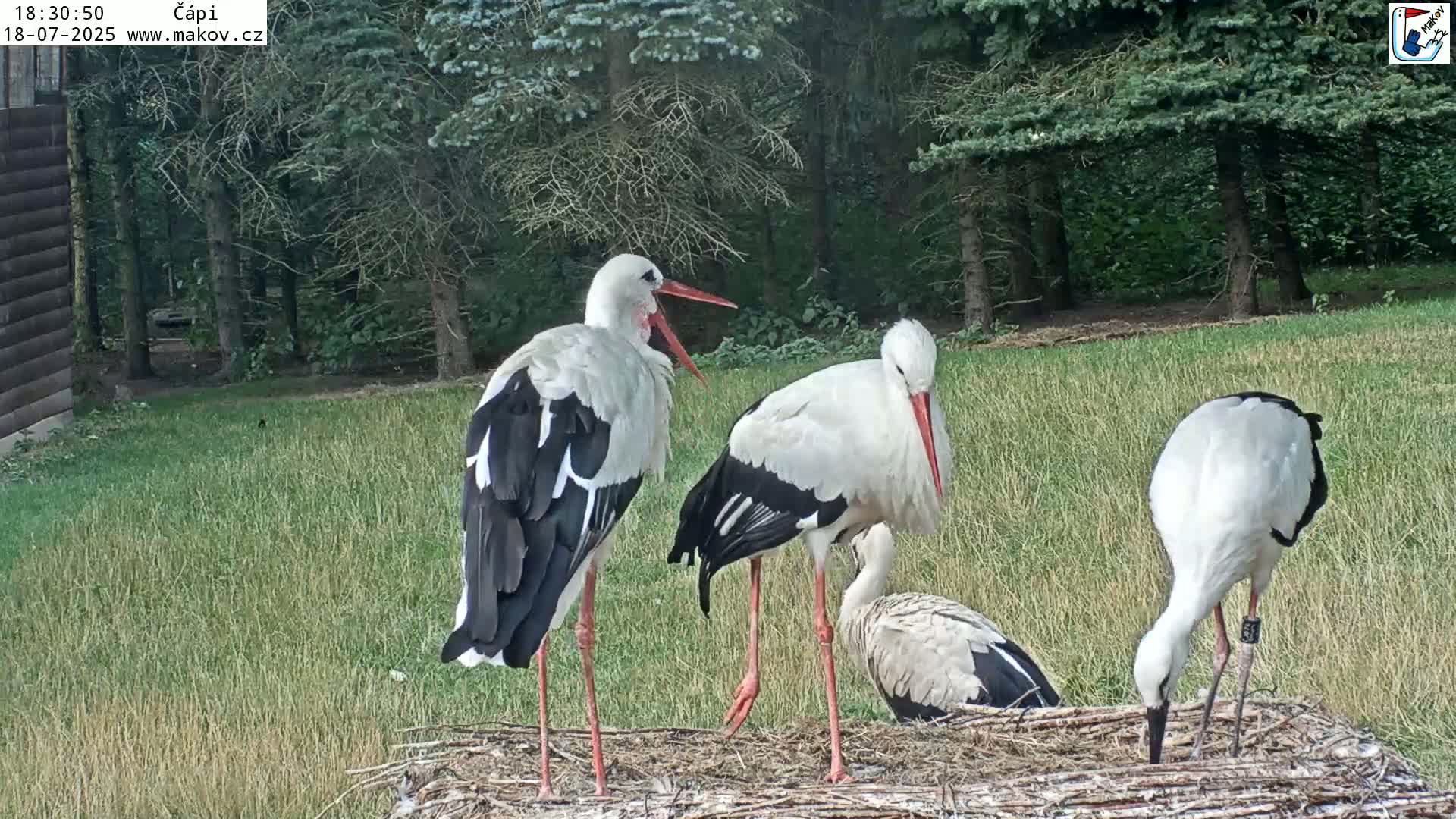 Pisek, Makov Animal Rescue Station Nest Live Cam - Cizova, Pisek, Juhočeský Kraj (South Bohemian), Czechia