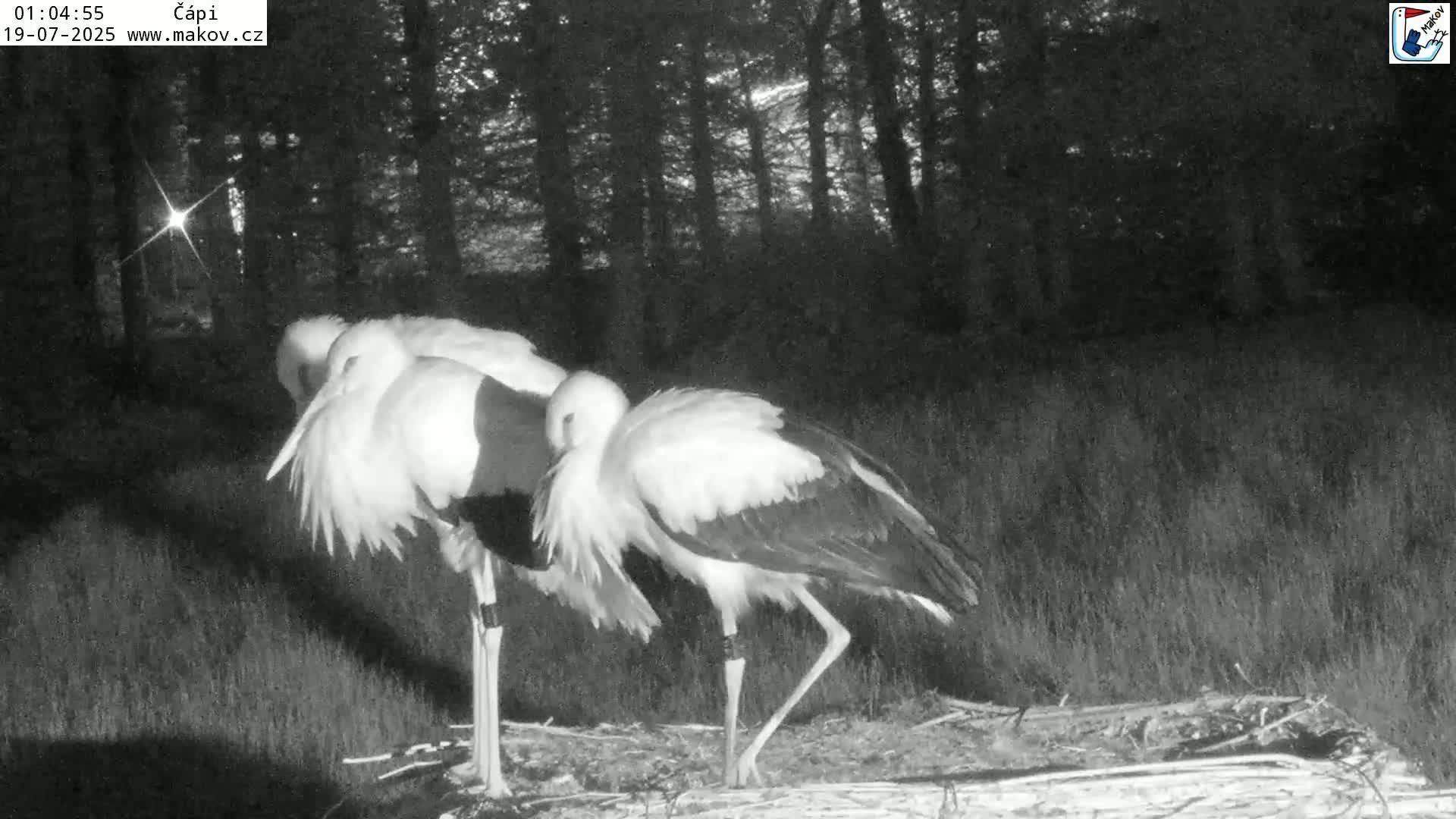 Pisek, Makov Animal Rescue Station Nest Live Cam - Cizova, Pisek, Juhočeský Kraj (South Bohemian), Czechia