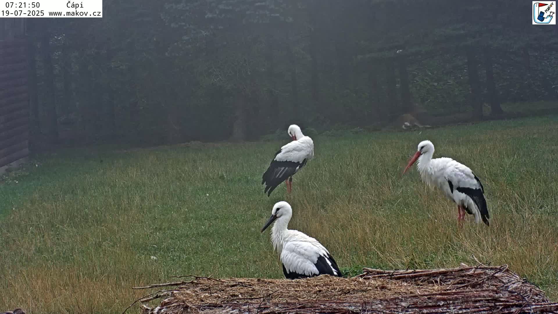 Pisek, Makov Animal Rescue Station Nest Live Cam - Cizova, Pisek, Juhočeský Kraj (South Bohemian), Czechia