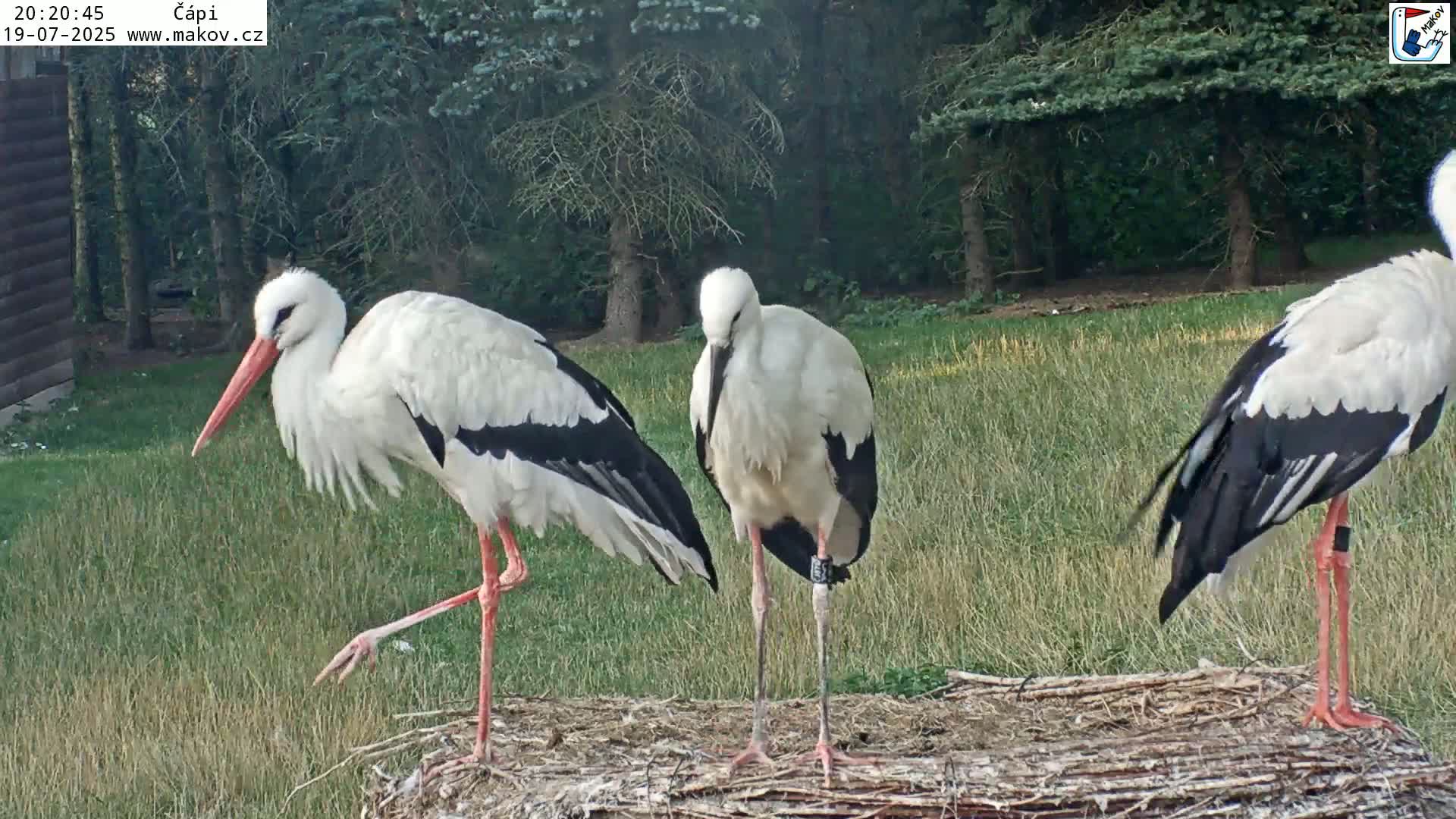 Pisek, Makov Animal Rescue Station Nest Live Cam - Cizova, Pisek, Juhočeský Kraj (South Bohemian), Czechia