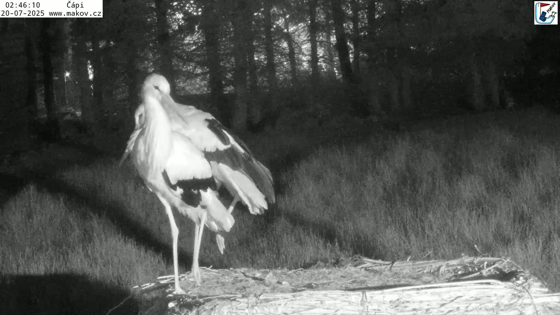 Pisek, Makov Animal Rescue Station Nest Live Cam - Cizova, Pisek, Juhočeský Kraj (South Bohemian), Czechia