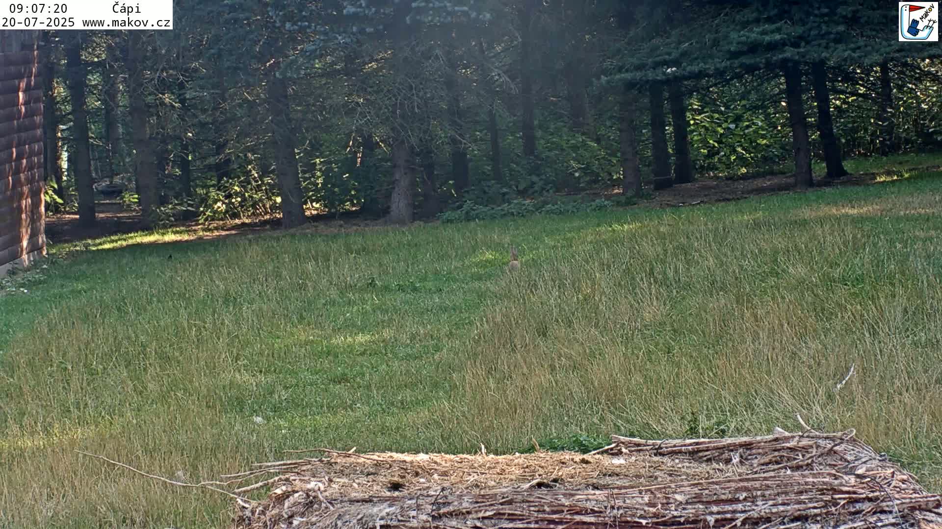 A small animal is in a grassy area next to a wooded area on a sunny day.