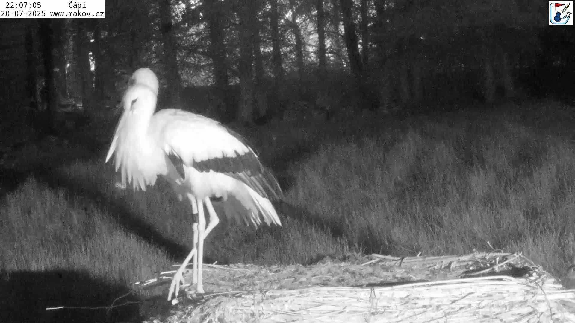 Pisek, Makov Animal Rescue Station Nest Live Cam - Cizova, Pisek, Juhočeský Kraj (South Bohemian), Czechia