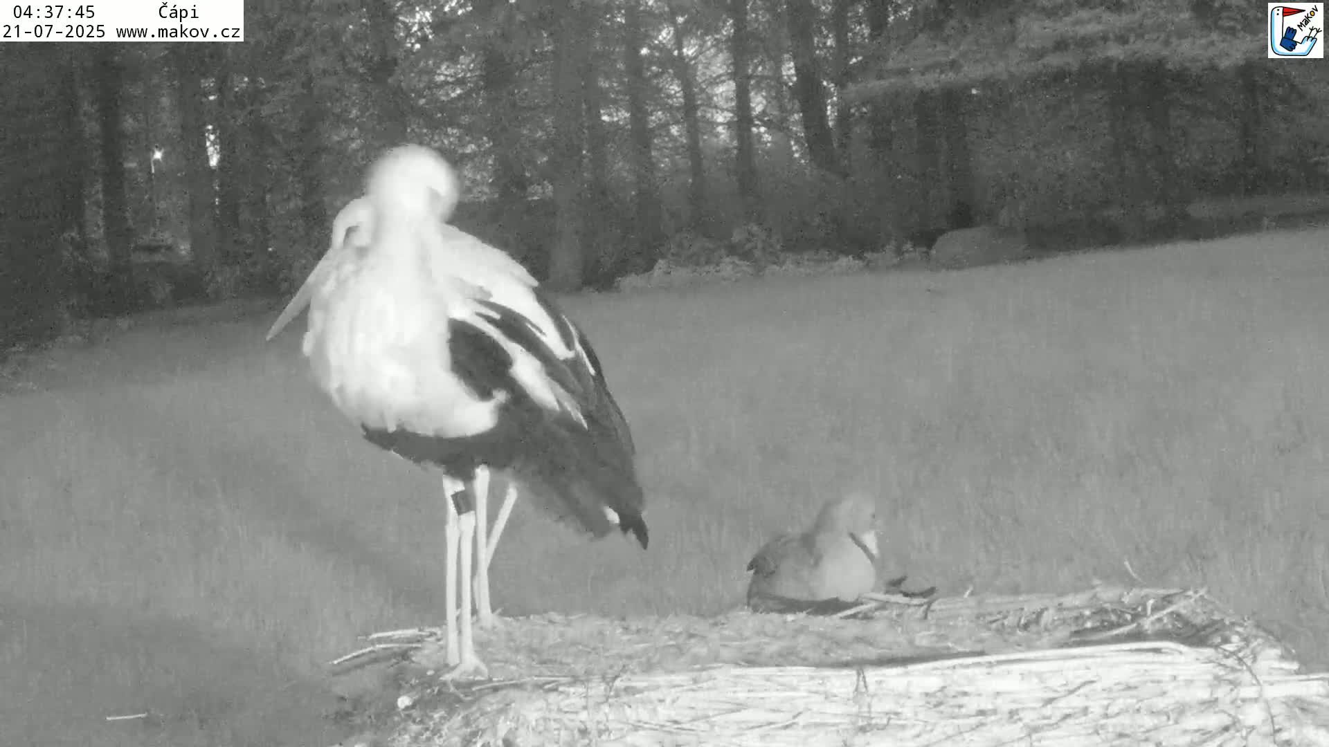 Pisek, Makov Animal Rescue Station Nest Live Cam - Cizova, Pisek, Juhočeský Kraj (South Bohemian), Czechia