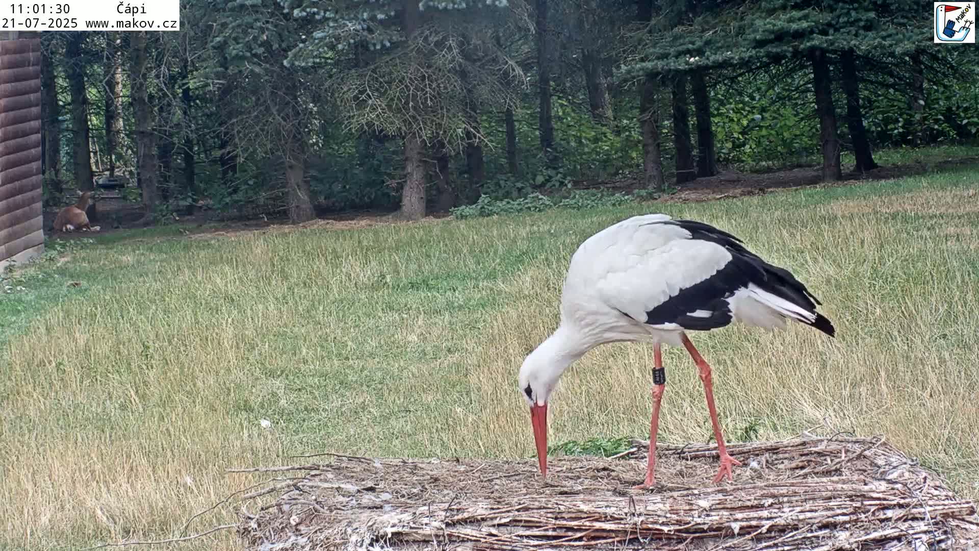 Pisek, Makov Animal Rescue Station Nest Live Cam - Cizova, Pisek, Juhočeský Kraj (South Bohemian), Czechia