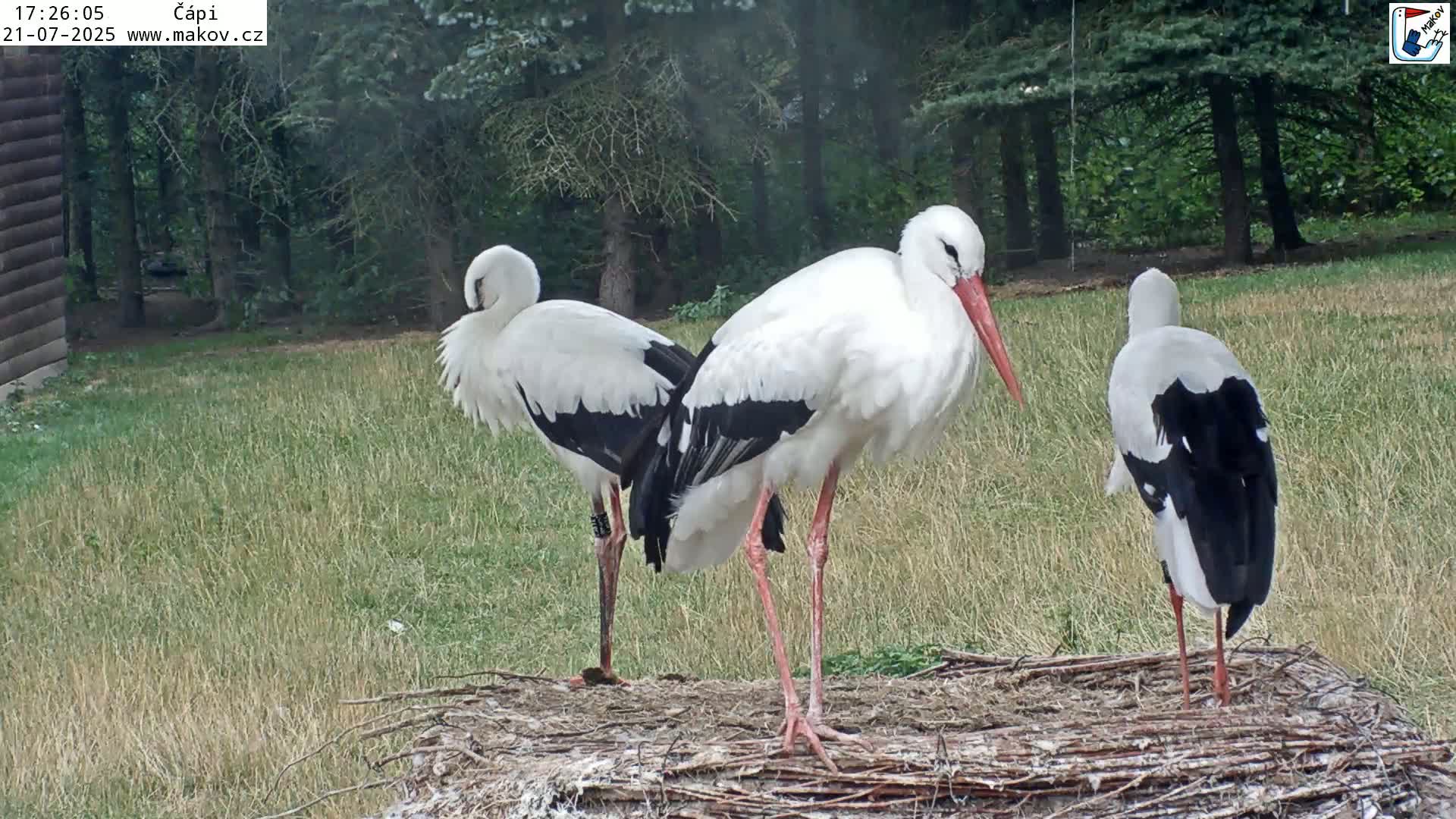 Pisek, Makov Animal Rescue Station Nest Live Cam - Cizova, Pisek, Juhočeský Kraj (South Bohemian), Czechia