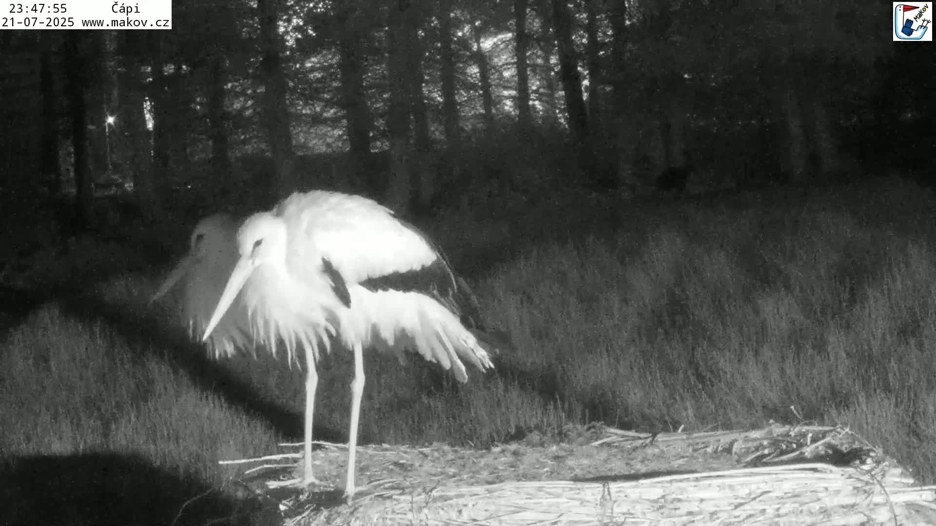 Pisek, Makov Animal Rescue Station Nest Live Cam - Cizova, Pisek, Juhočeský Kraj (South Bohemian), Czechia