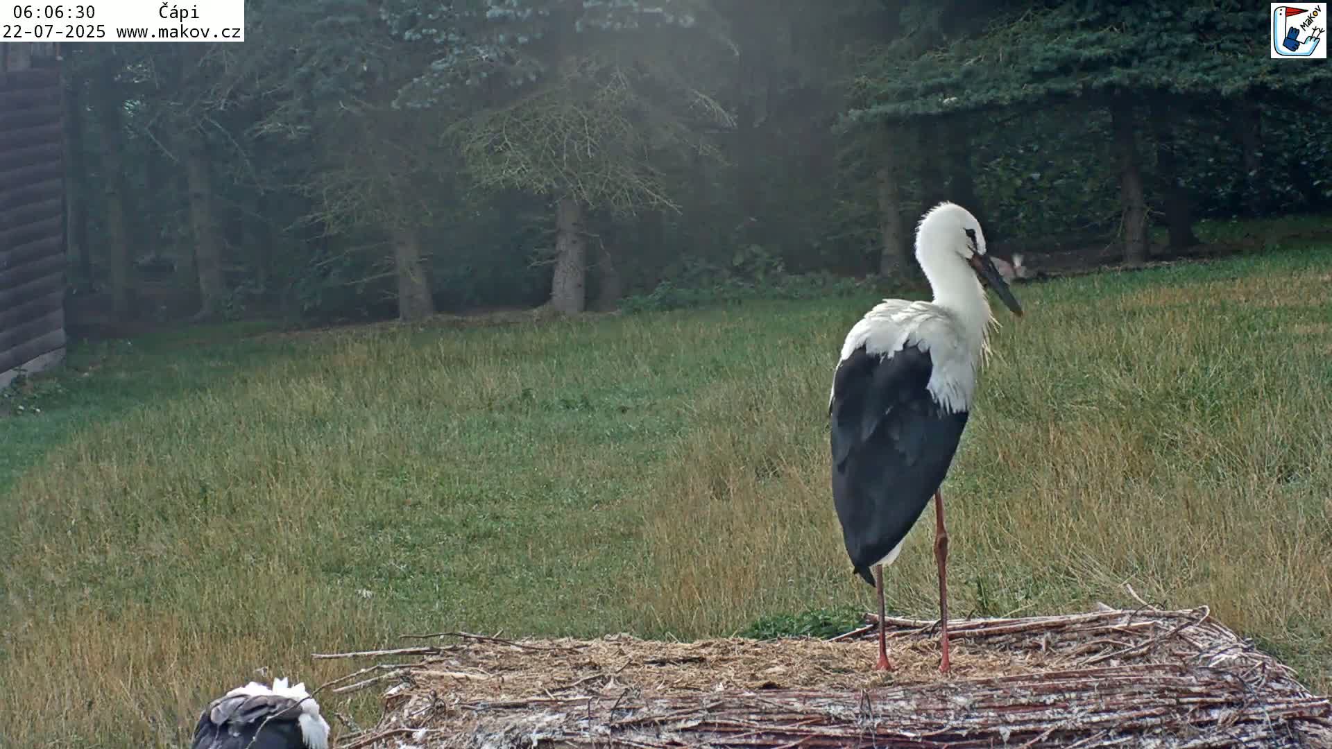 Pisek, Makov Animal Rescue Station Nest Live Cam - Cizova, Pisek, Juhočeský Kraj (South Bohemian), Czechia
