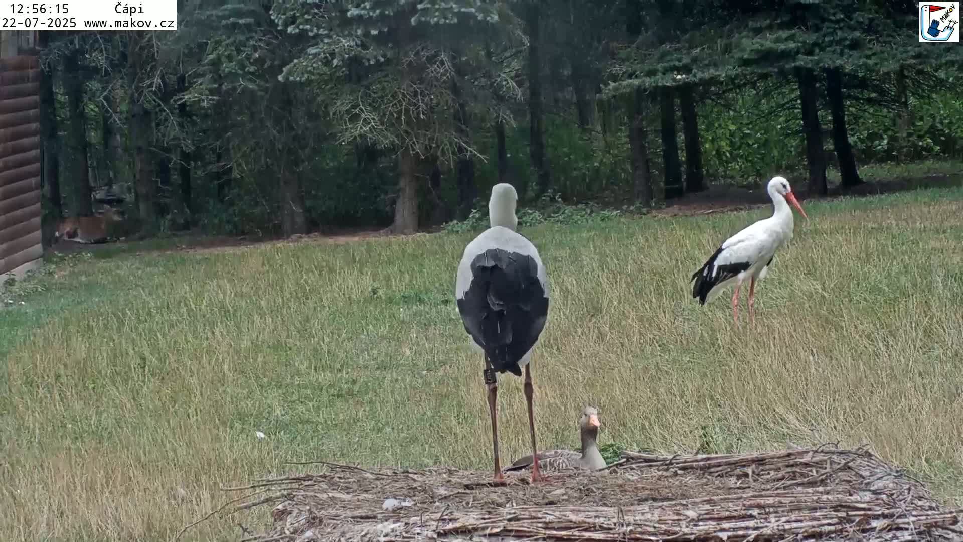 Pisek, Makov Animal Rescue Station Nest Live Cam - Cizova, Pisek, Juhočeský Kraj (South Bohemian), Czechia