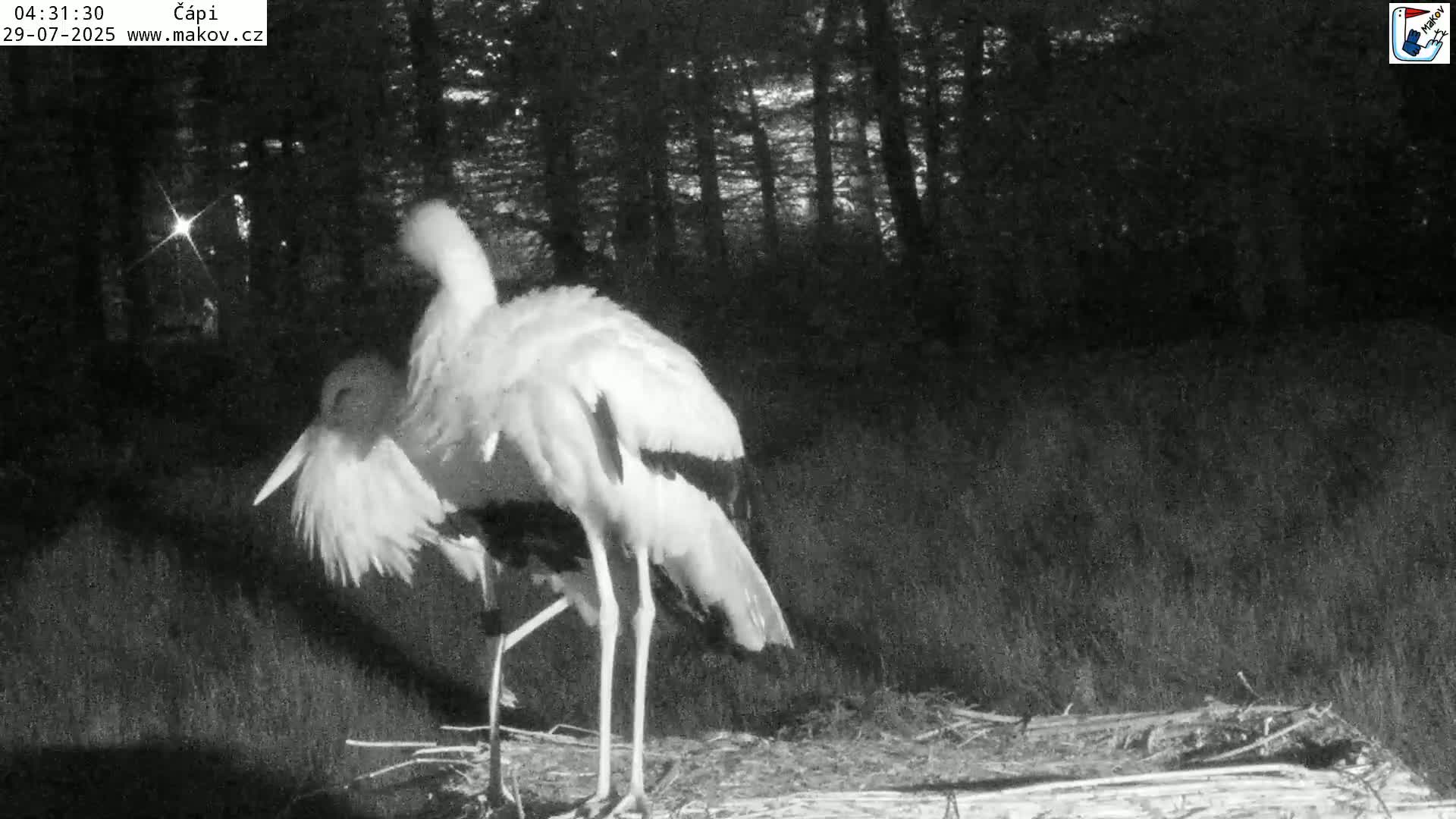Pisek, Makov Animal Rescue Station Nest Live Cam - Cizova, Pisek, Juhočeský Kraj (South Bohemian), Czechia