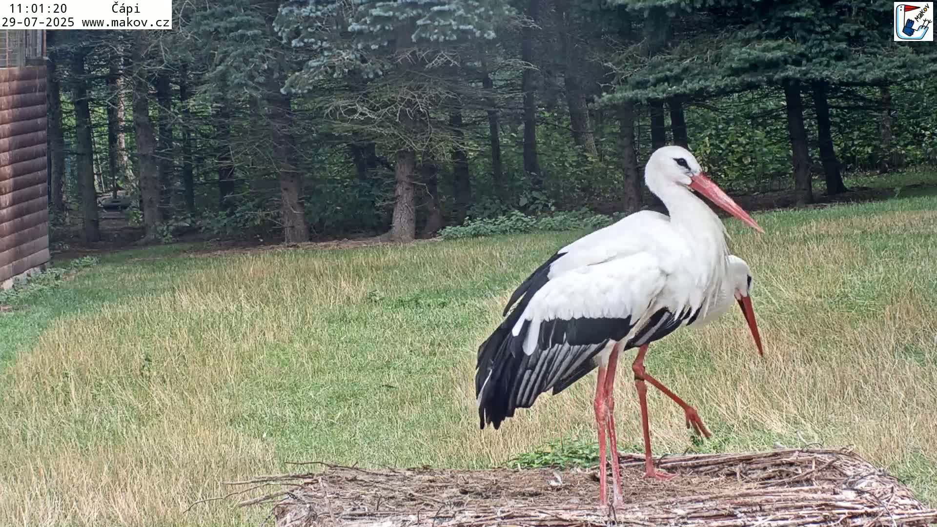 Pisek, Makov Animal Rescue Station Nest Live Cam - Cizova, Pisek, Juhočeský Kraj (South Bohemian), Czechia