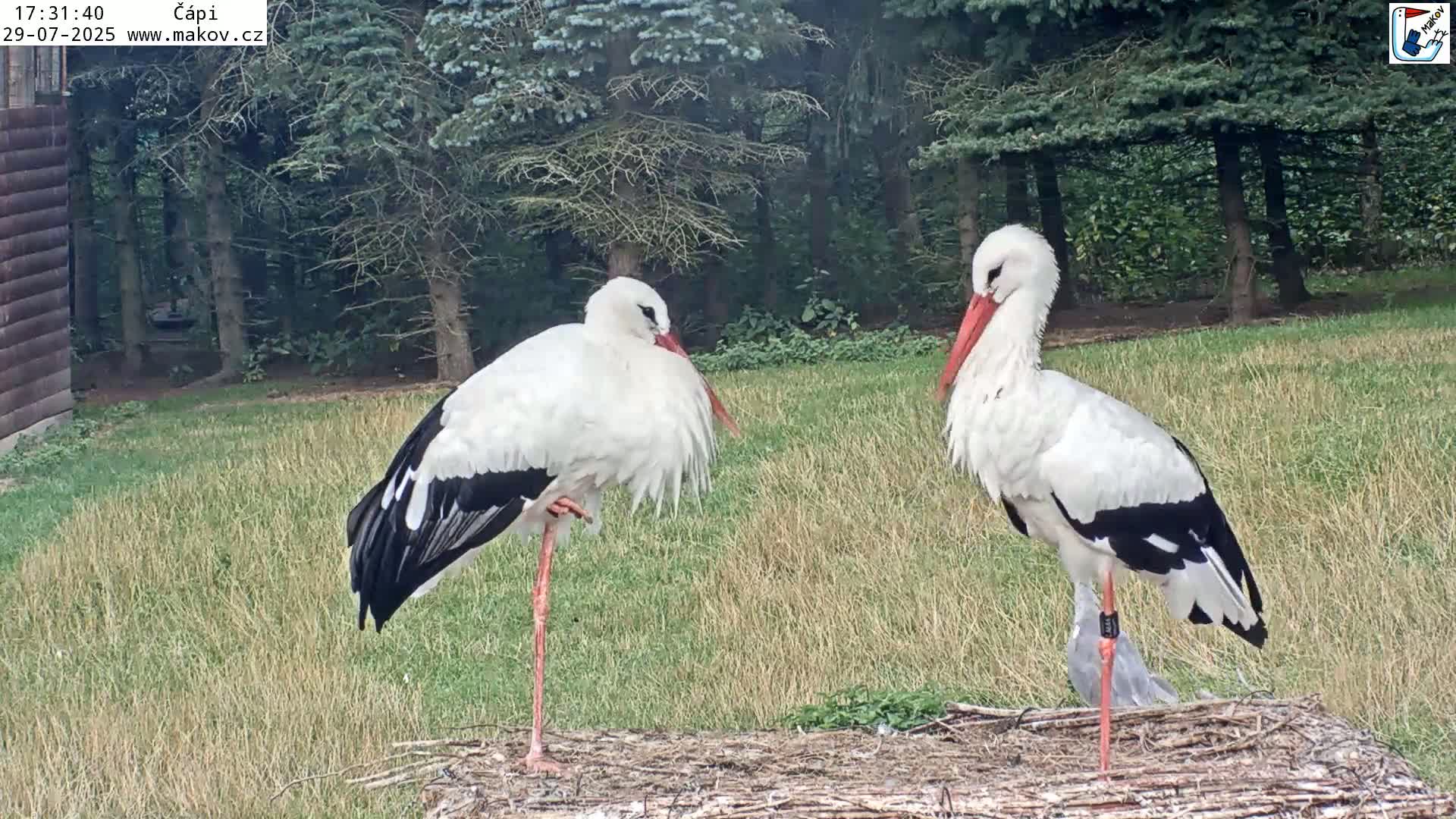 Pisek, Makov Animal Rescue Station Nest Live Cam - Cizova, Pisek, Juhočeský Kraj (South Bohemian), Czechia