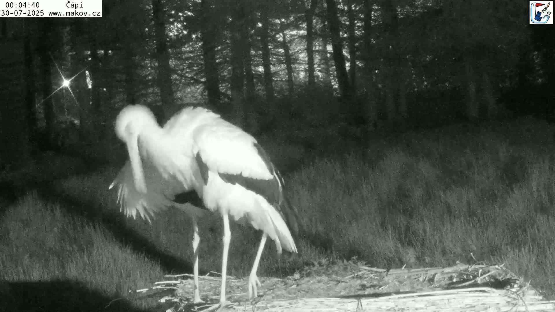 Pisek, Makov Animal Rescue Station Nest Live Cam - Cizova, Pisek, Juhočeský Kraj (South Bohemian), Czechia