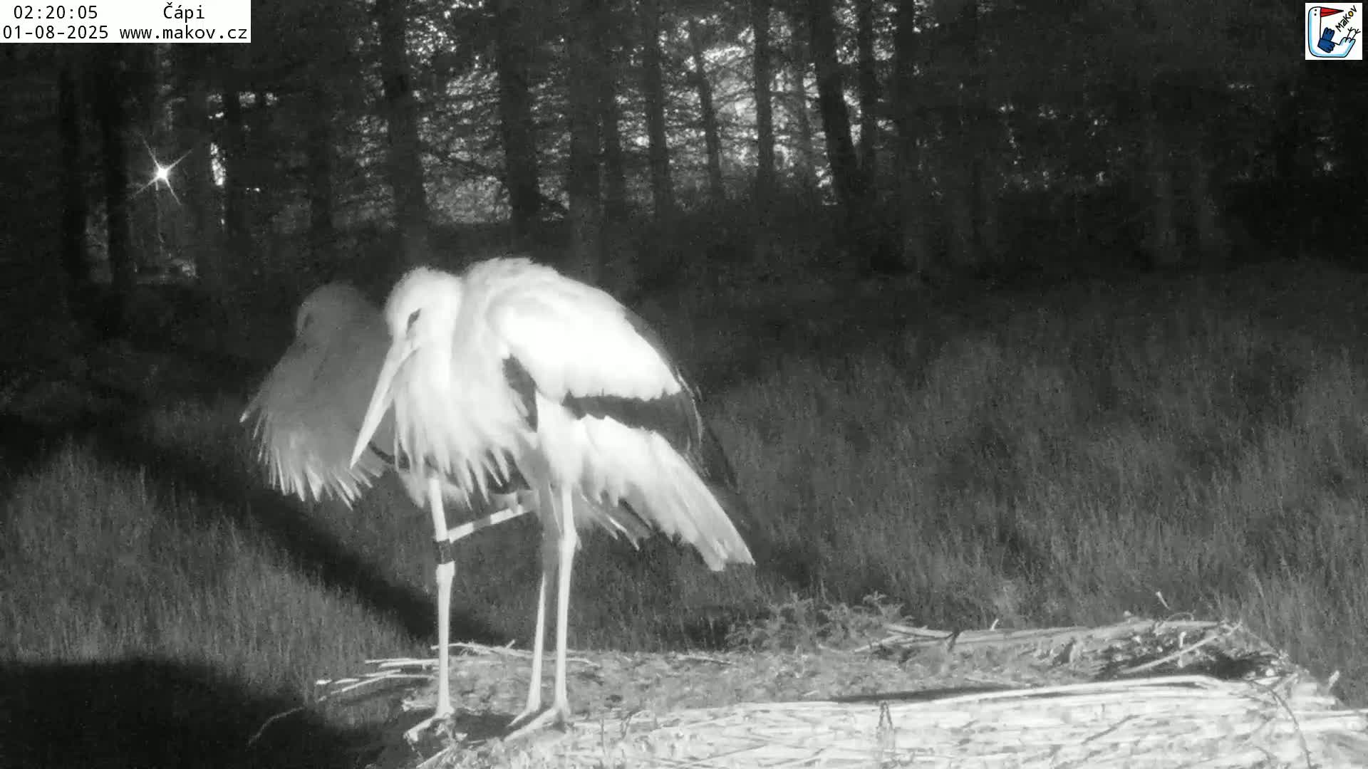 Two white storks stand together at night in a grassy area near a dark forest.