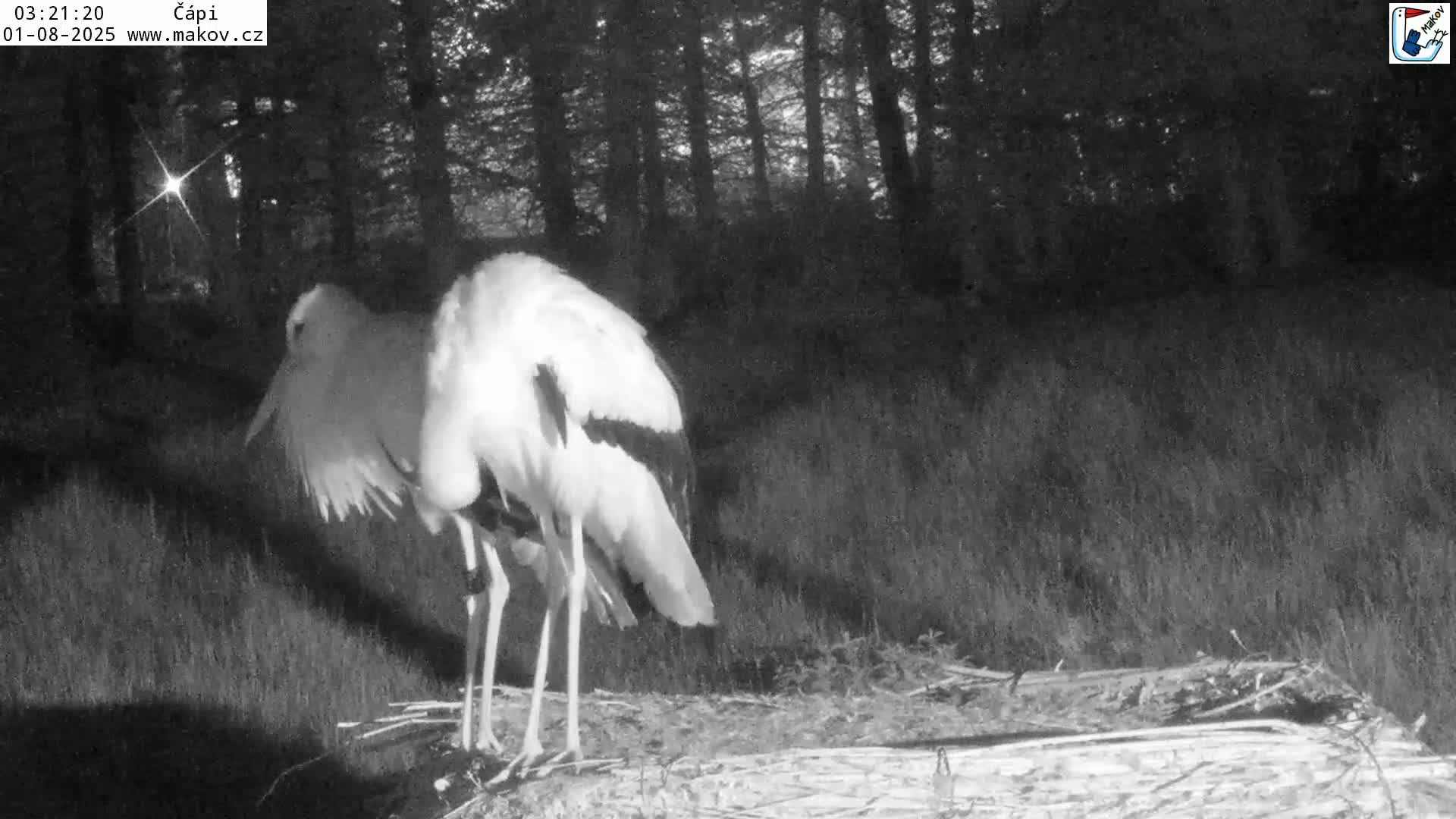 Pisek, Makov Animal Rescue Station Nest Live Cam - Cizova, Pisek, Juhočeský Kraj (South Bohemian), Czechia