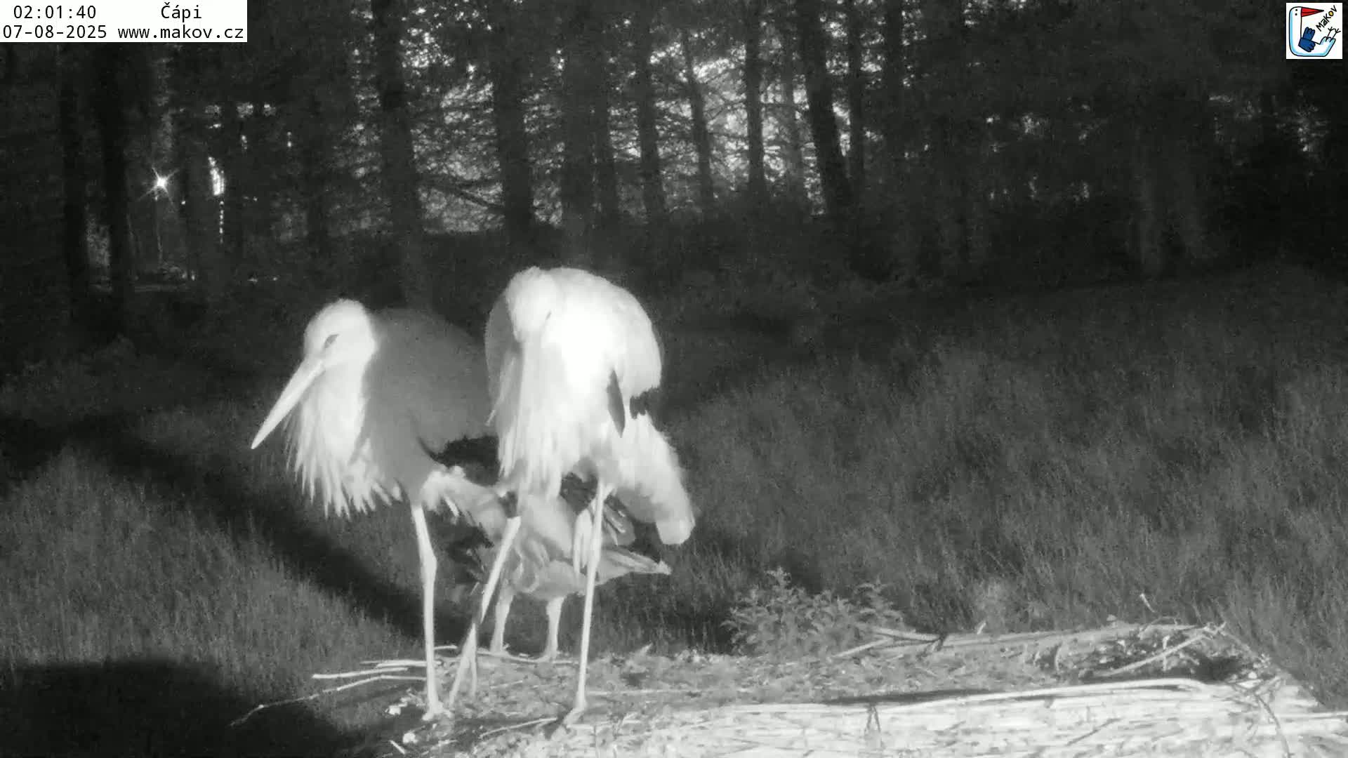 Pisek, Makov Animal Rescue Station Nest Live Cam - Cizova, Pisek, Juhočeský Kraj (South Bohemian), Czechia