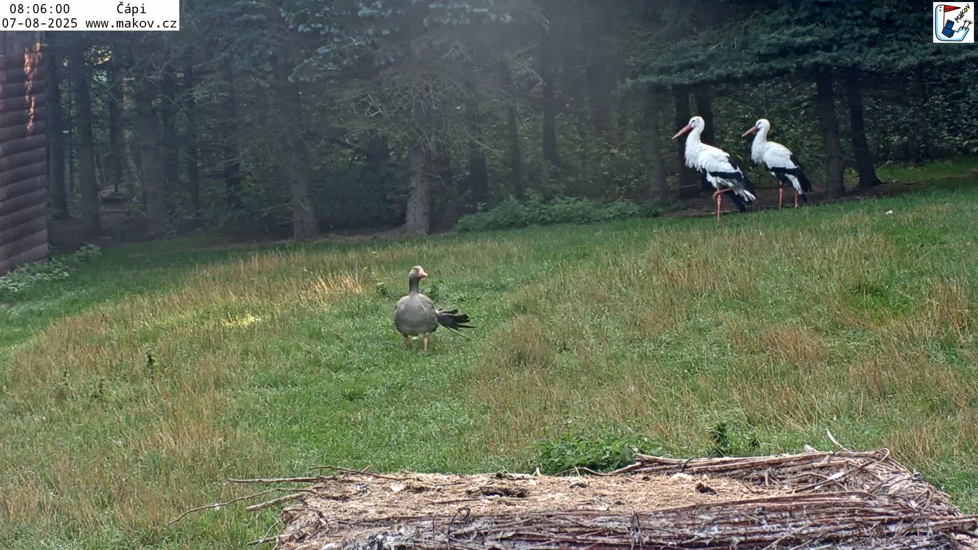 Pisek, Makov Animal Rescue Station Nest Live Cam - Cizova, Pisek, Juhočeský Kraj (South Bohemian), Czechia