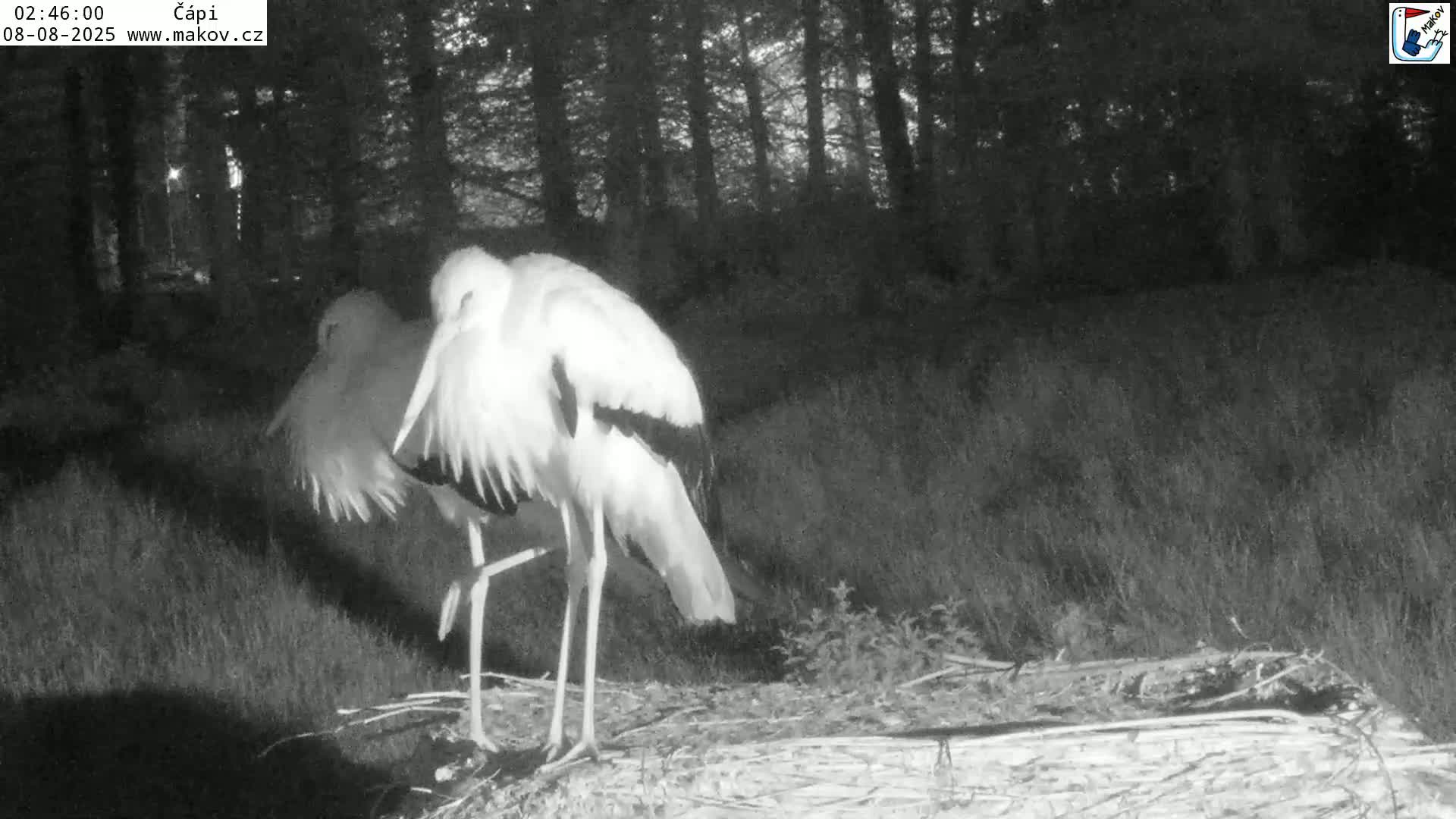 Pisek, Makov Animal Rescue Station Nest Live Cam - Cizova, Pisek, Juhočeský Kraj (South Bohemian), Czechia