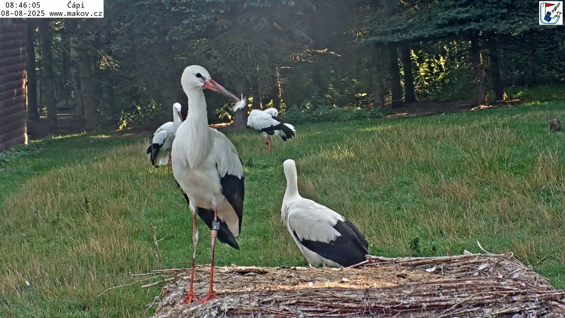 Pisek, Makov Animal Rescue Station Nest Live Cam - Cizova, Pisek, Juhočeský Kraj (South Bohemian), Czechia