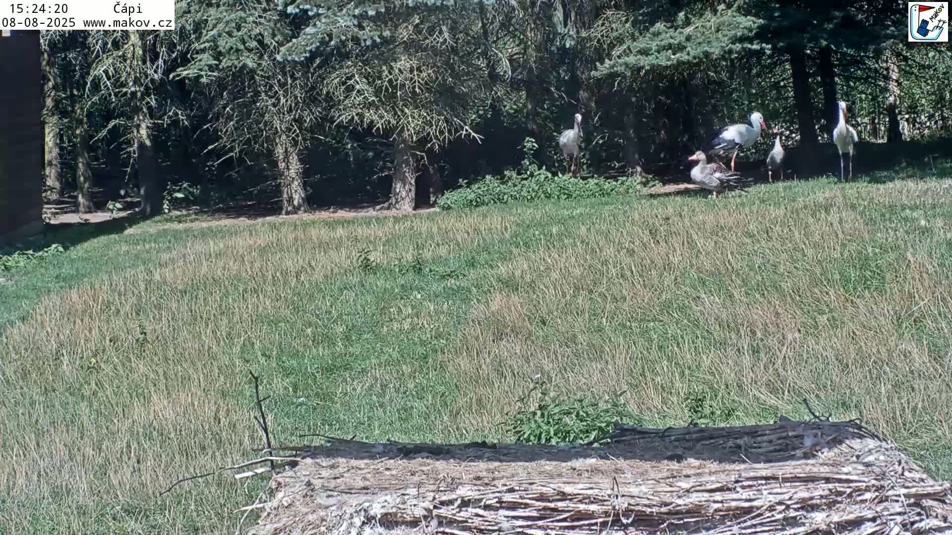 Pisek, Makov Animal Rescue Station Nest Live Cam - Cizova, Pisek, Juhočeský Kraj (South Bohemian), Czechia