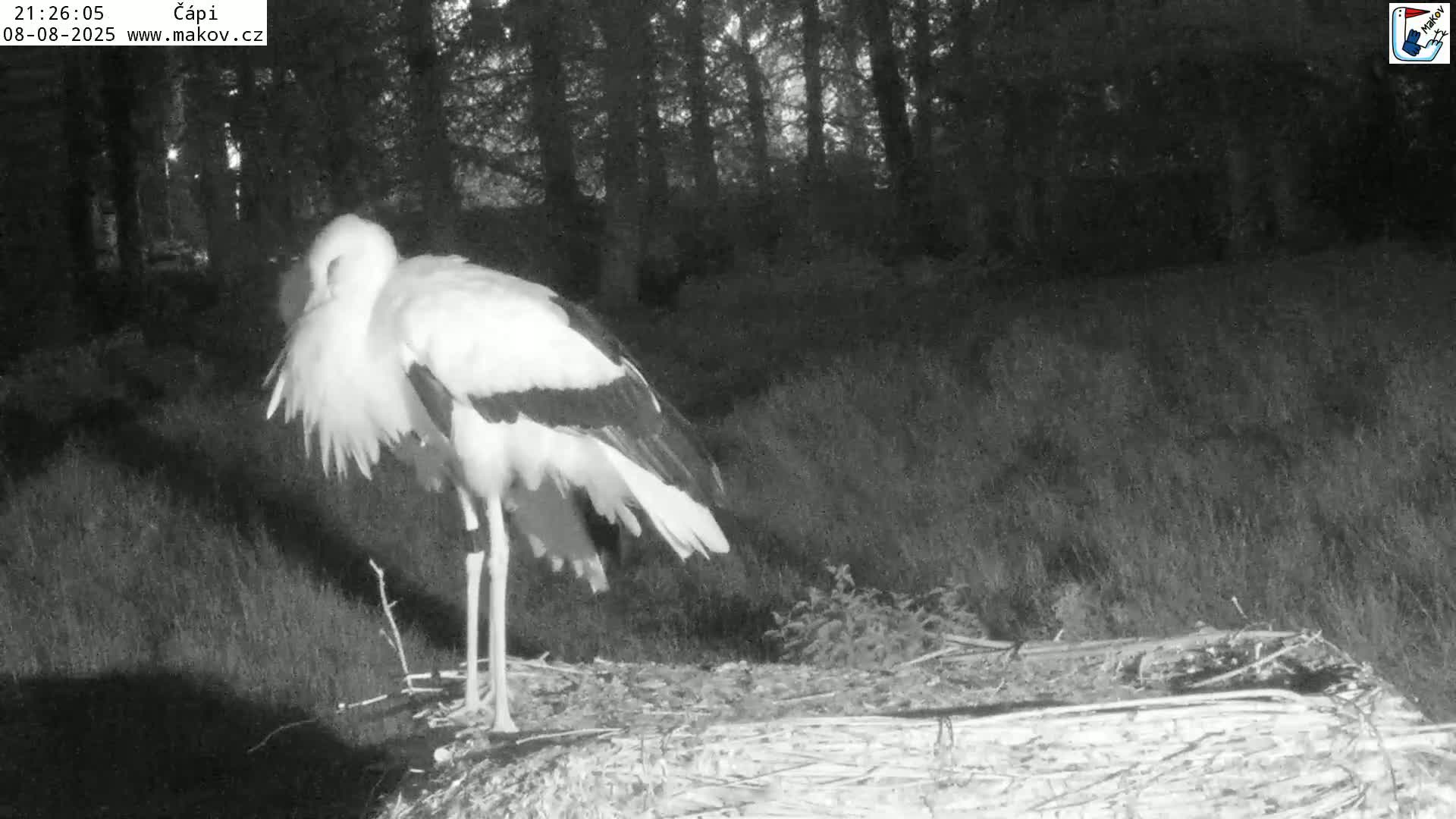 Pisek, Makov Animal Rescue Station Nest Live Cam - Cizova, Pisek, Juhočeský Kraj (South Bohemian), Czechia