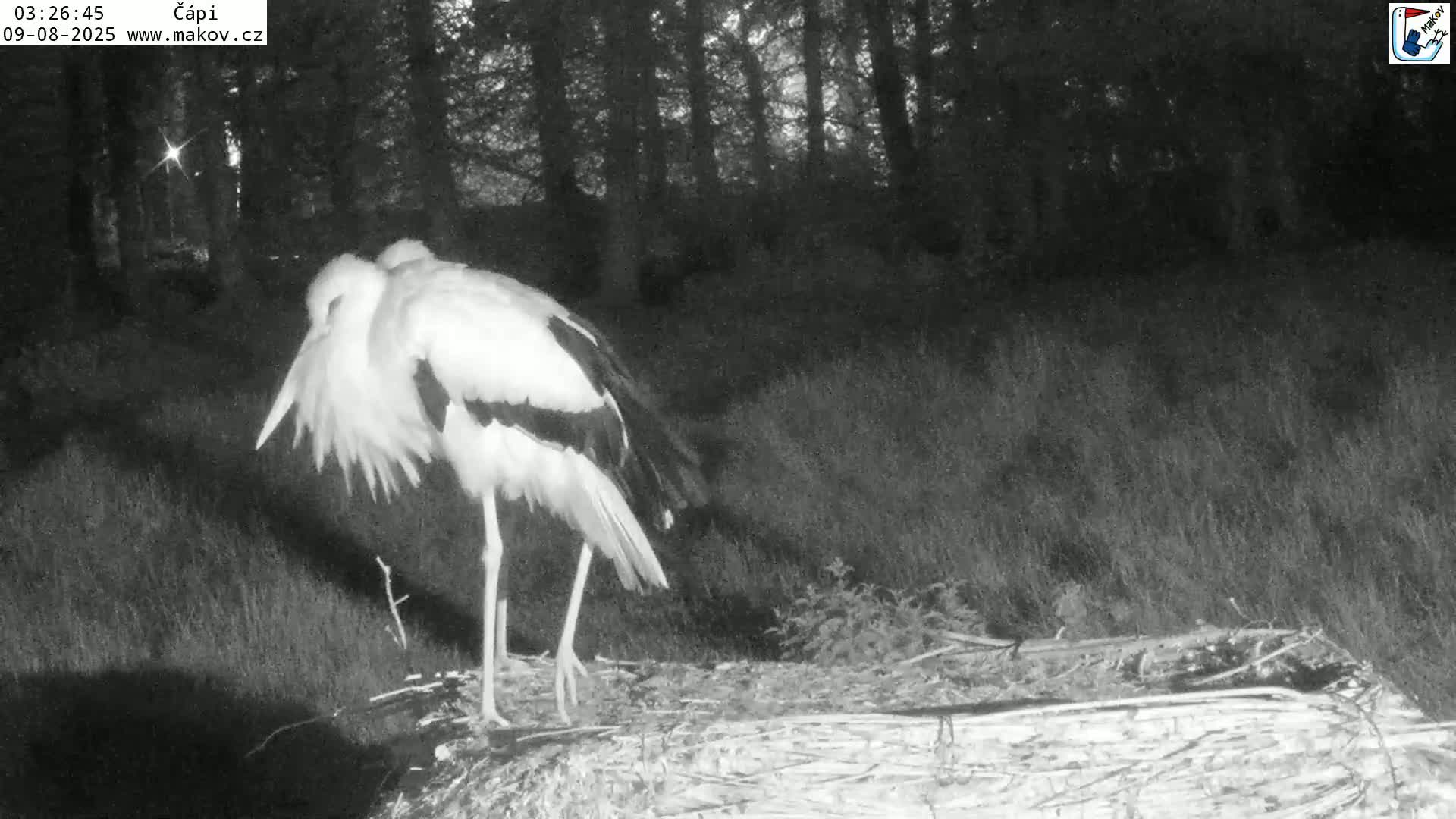 Pisek, Makov Animal Rescue Station Nest Live Cam - Cizova, Pisek, Juhočeský Kraj (South Bohemian), Czechia