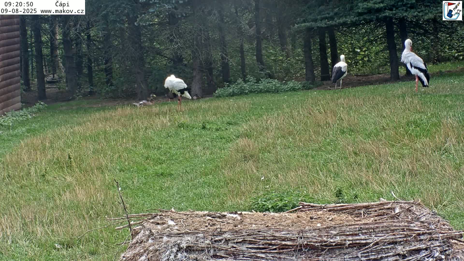 Three white storks stand in a grassy field next to a wooded area on a partly sunny day.