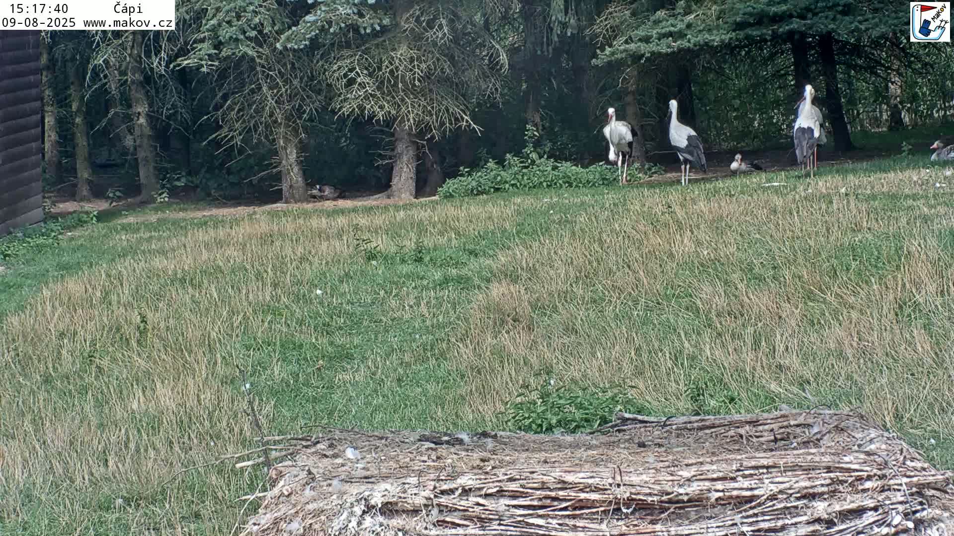 Pisek, Makov Animal Rescue Station Nest Live Cam - Cizova, Pisek, Juhočeský Kraj (South Bohemian), Czechia