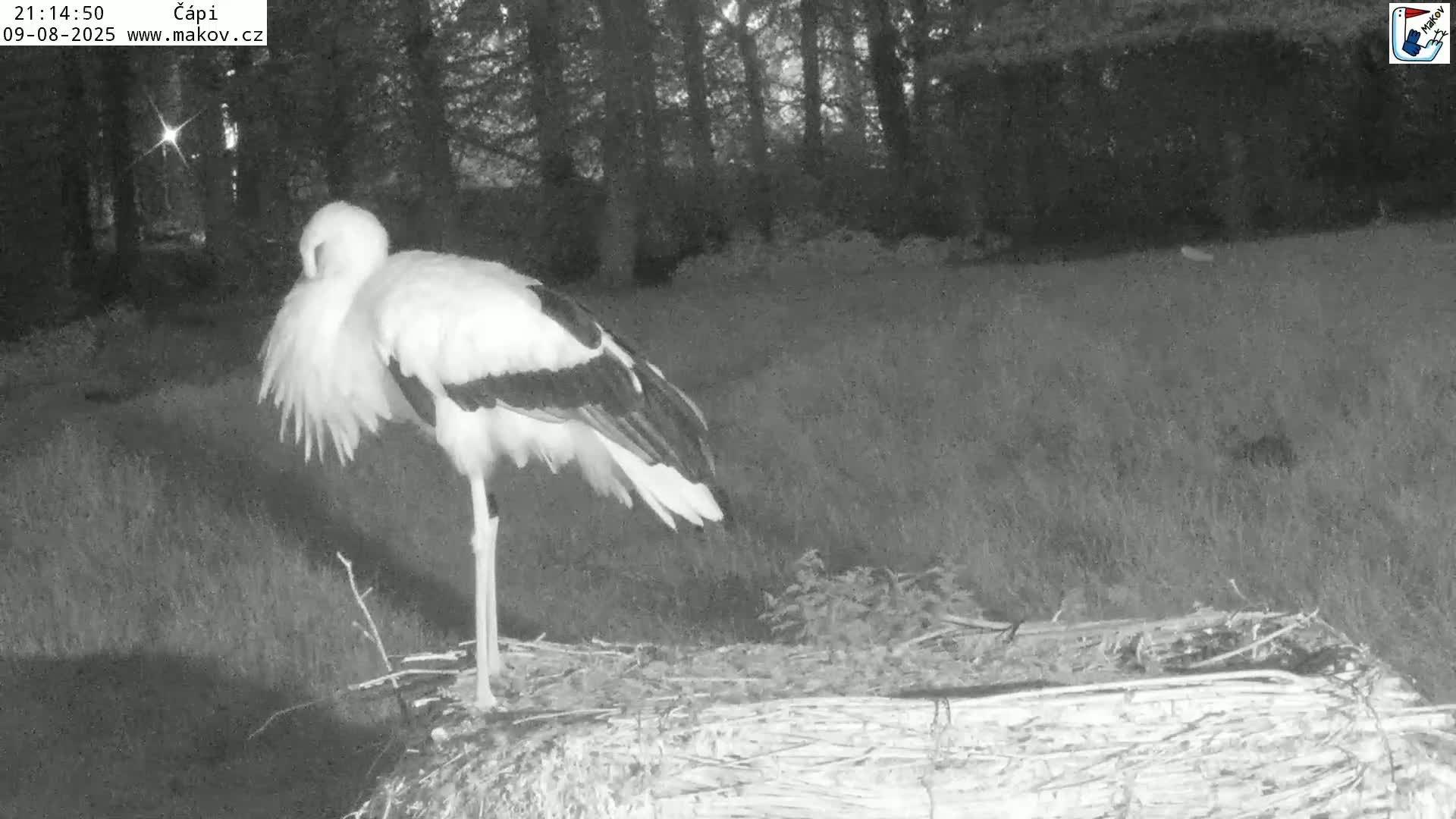 Pisek, Makov Animal Rescue Station Nest Live Cam - Cizova, Pisek, Juhočeský Kraj (South Bohemian), Czechia