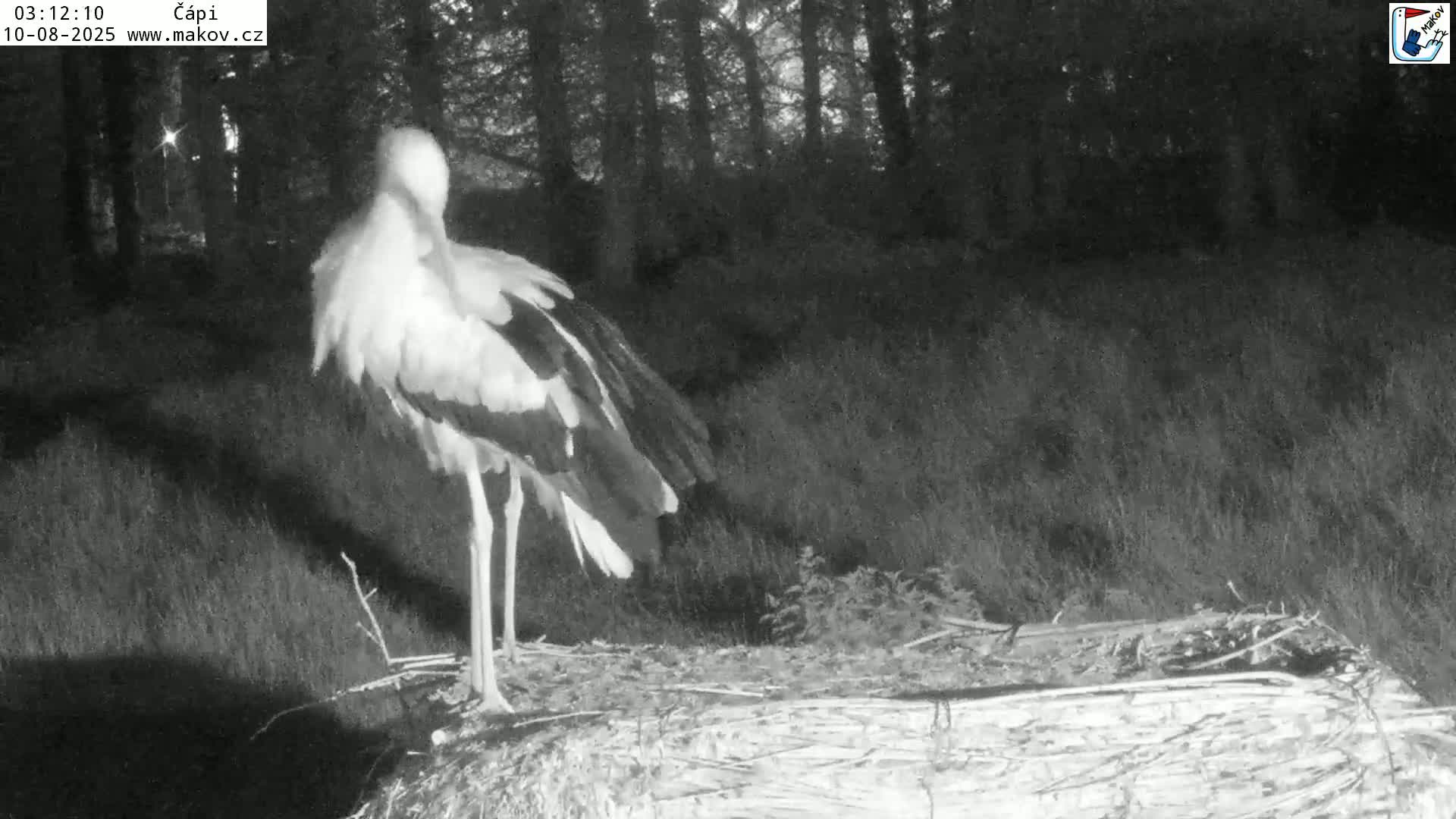 Pisek, Makov Animal Rescue Station Nest Live Cam - Cizova, Pisek, Juhočeský Kraj (South Bohemian), Czechia