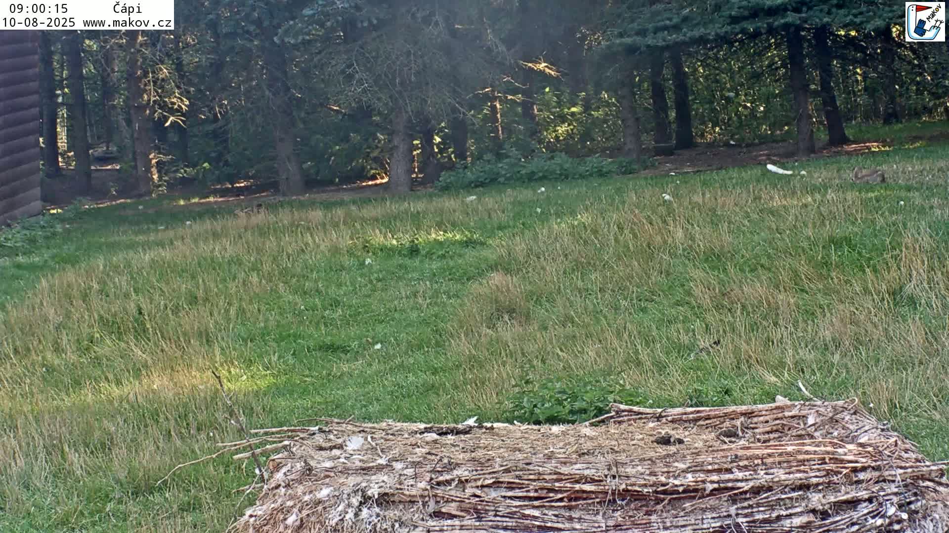 A pile of sticks and twigs sits in a grassy area bordered by a sunlit forest on a partly sunny day.