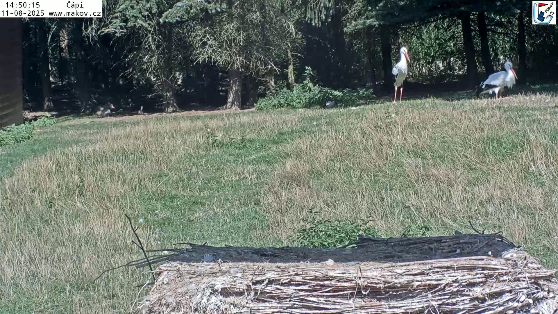 Pisek, Makov Animal Rescue Station Nest Live Cam - Cizova, Pisek, Juhočeský Kraj (South Bohemian), Czechia