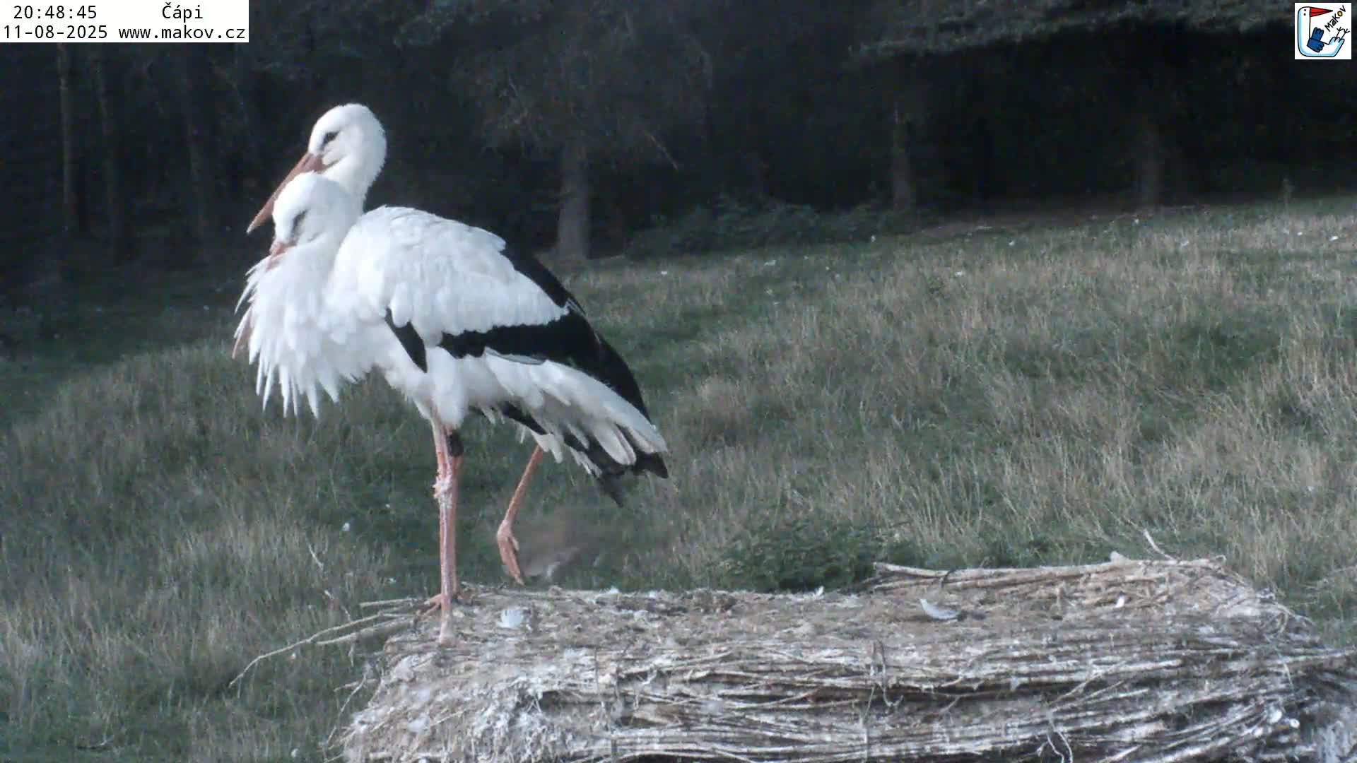 Pisek, Makov Animal Rescue Station Nest Live Cam - Cizova, Pisek, Juhočeský Kraj (South Bohemian), Czechia