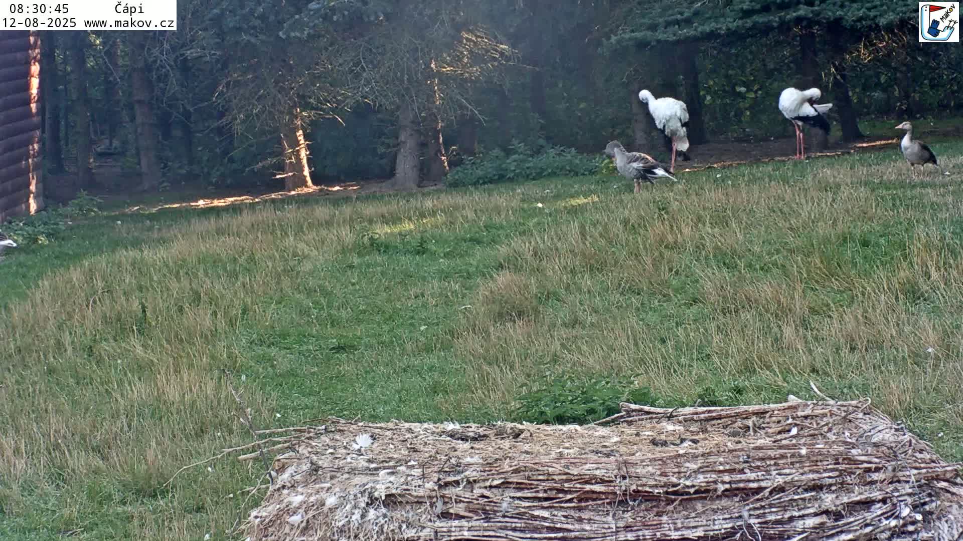 Pisek, Makov Animal Rescue Station Nest Live Cam - Cizova, Pisek, Juhočeský Kraj (South Bohemian), Czechia