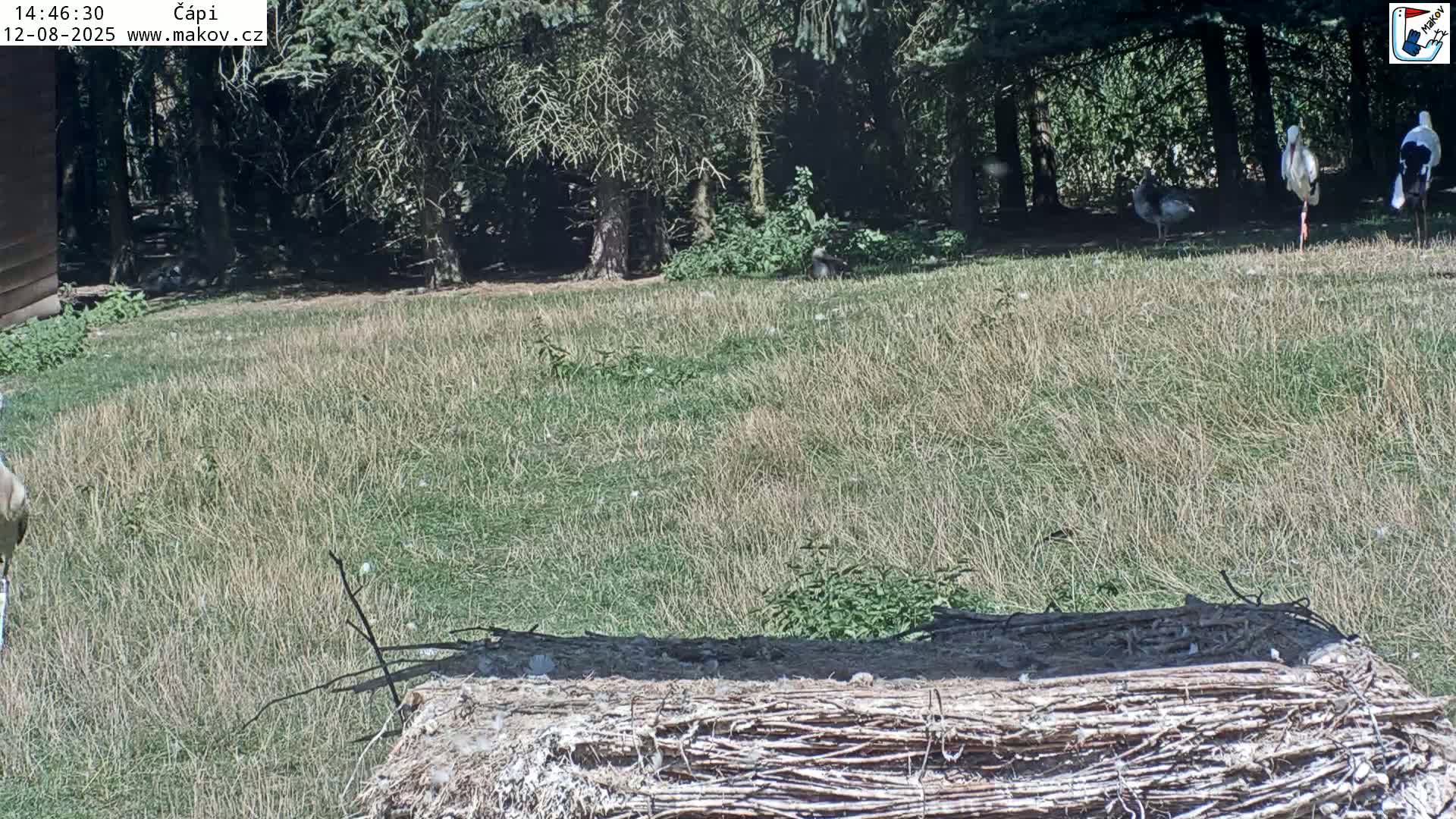 Pisek, Makov Animal Rescue Station Nest Live Cam - Cizova, Pisek, Juhočeský Kraj (South Bohemian), Czechia