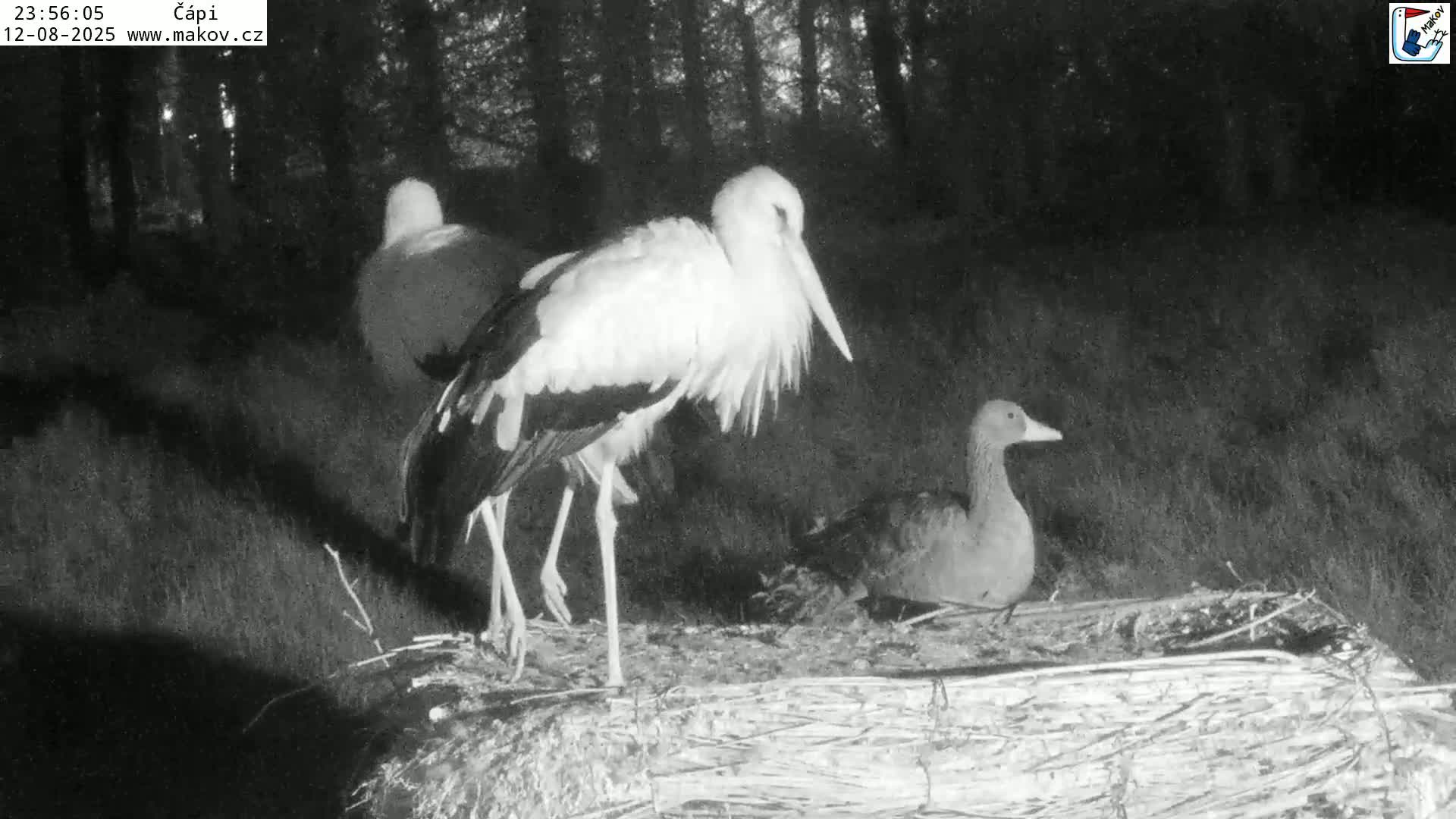 Pisek, Makov Animal Rescue Station Nest Live Cam - Cizova, Pisek, Juhočeský Kraj (South Bohemian), Czechia