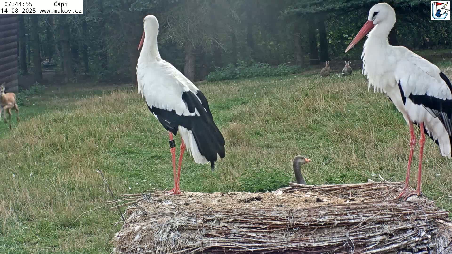 Pisek, Makov Animal Rescue Station Nest Live Cam - Cizova, Pisek, Juhočeský Kraj (South Bohemian), Czechia