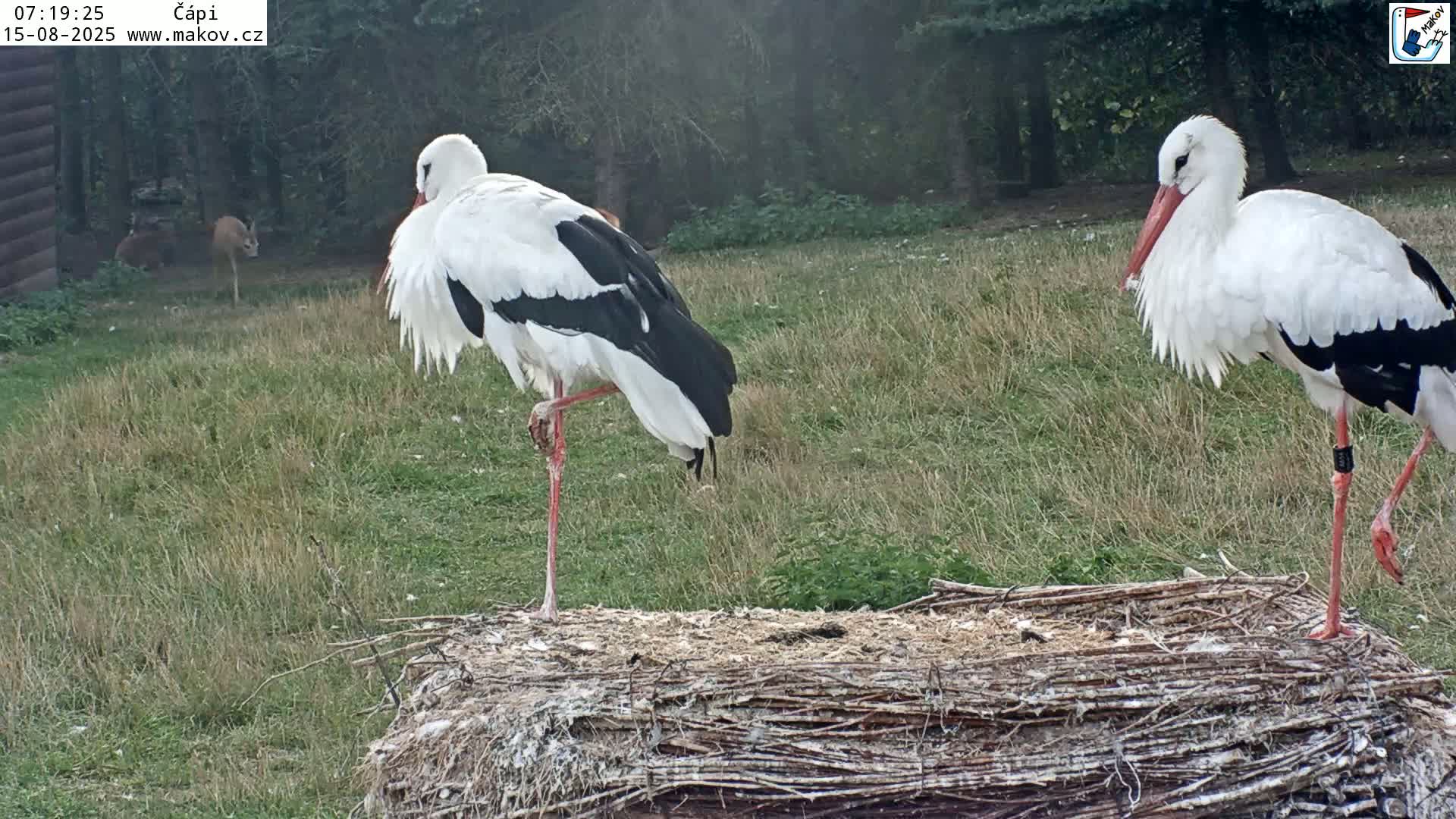 Pisek, Makov Animal Rescue Station Nest Live Cam - Cizova, Pisek, Juhočeský Kraj (South Bohemian), Czechia