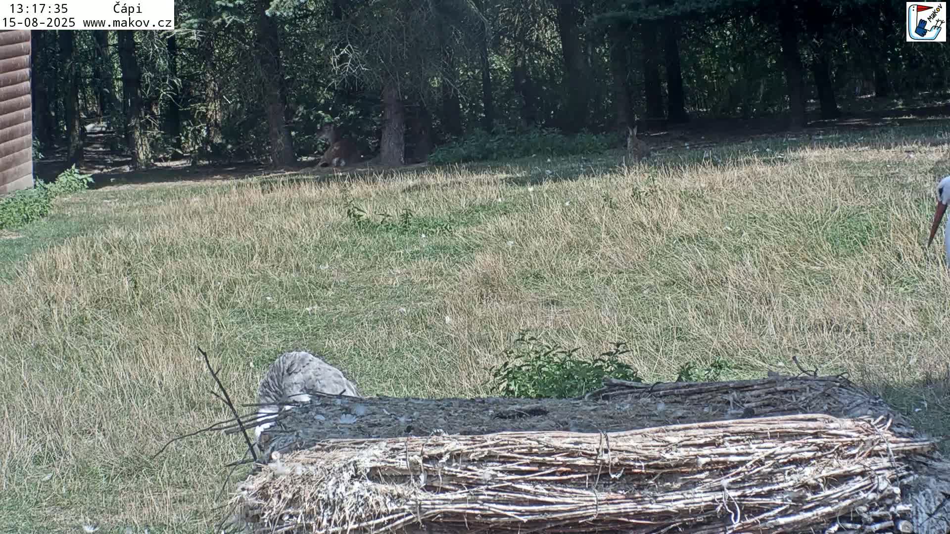 A pile of sticks and twigs sits in a grassy area bordered by a sunlit forest on a partly sunny day.